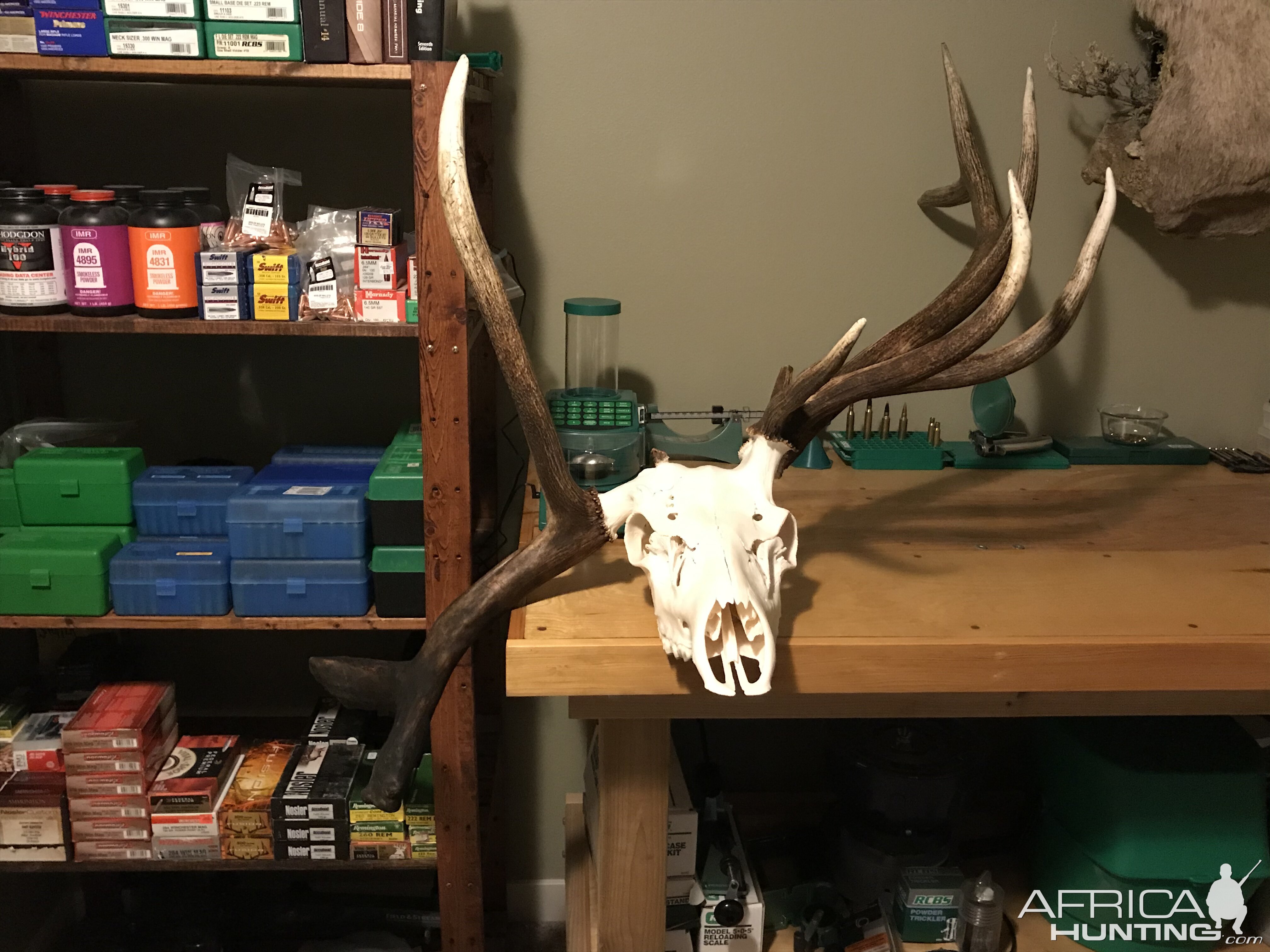 Elk European Skull Mount Taxidermy