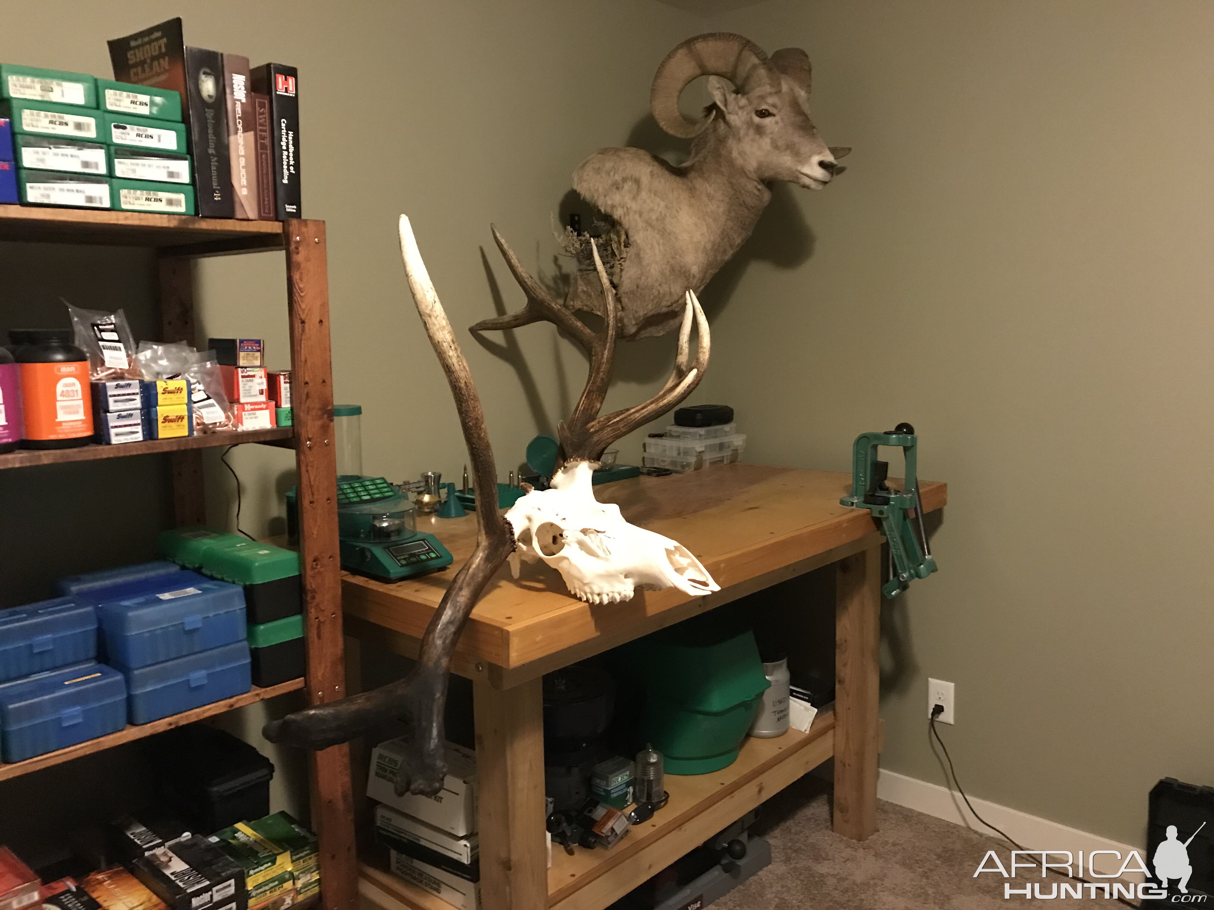 Elk European Skull Mount Taxidermy