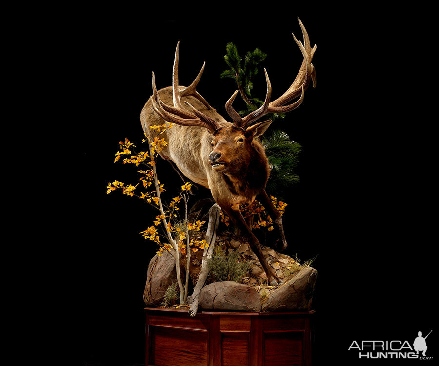 Elk Full Mount Taxidermy