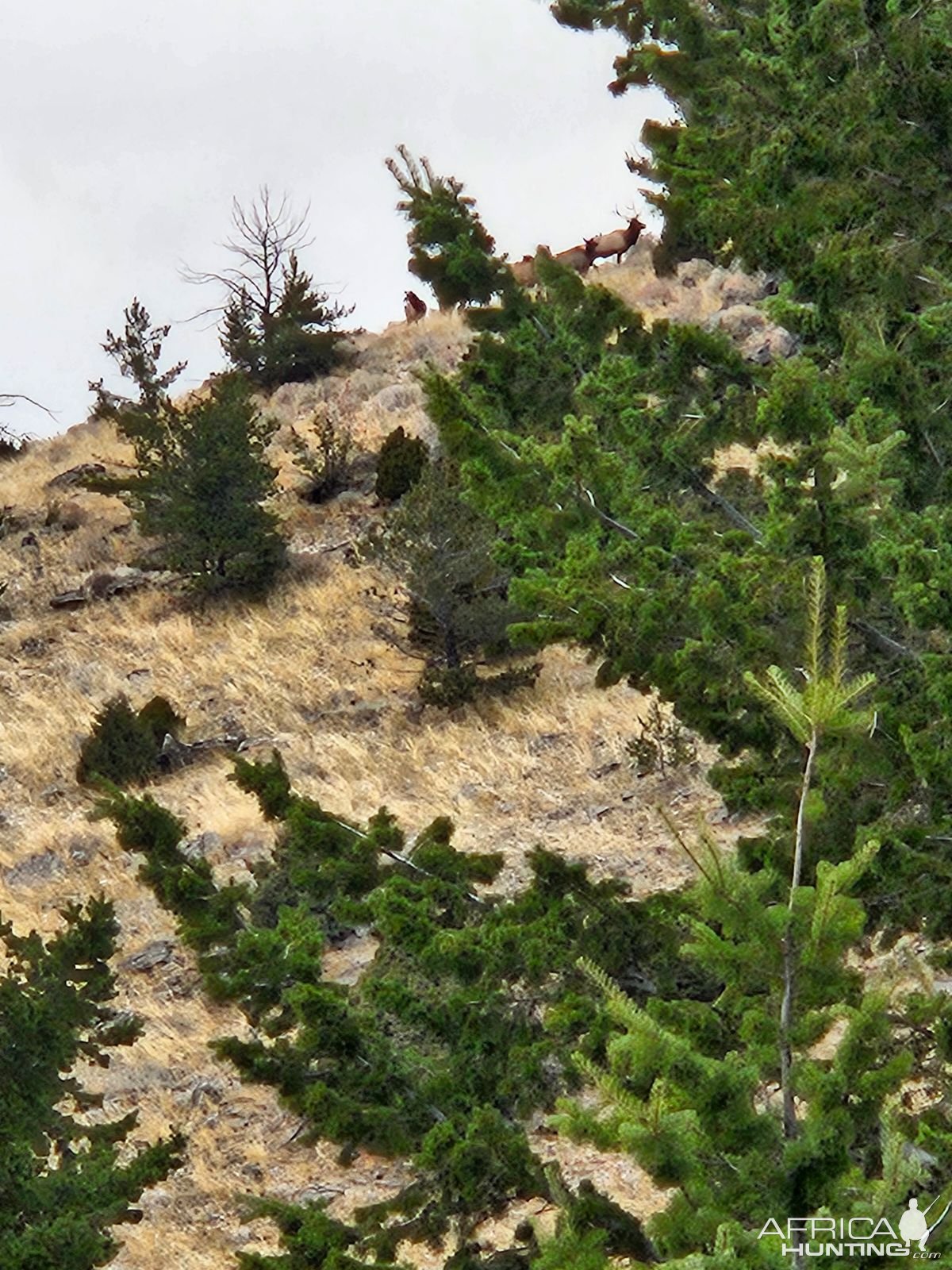 Elk Herd