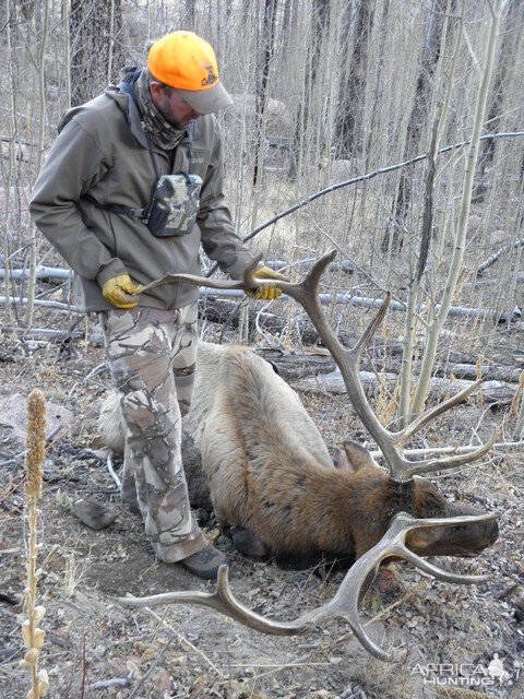 Elk Hunt Colorado USA