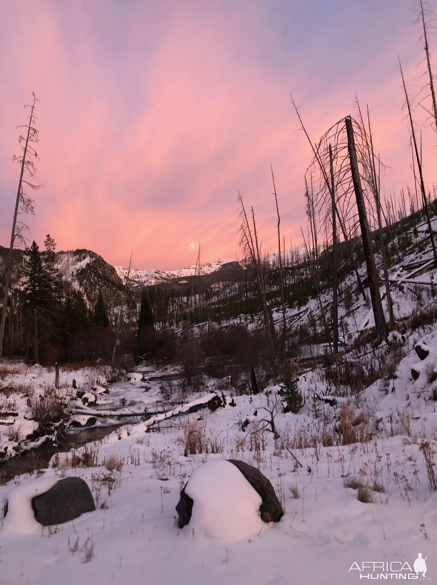 Elk Hunt Montana USA