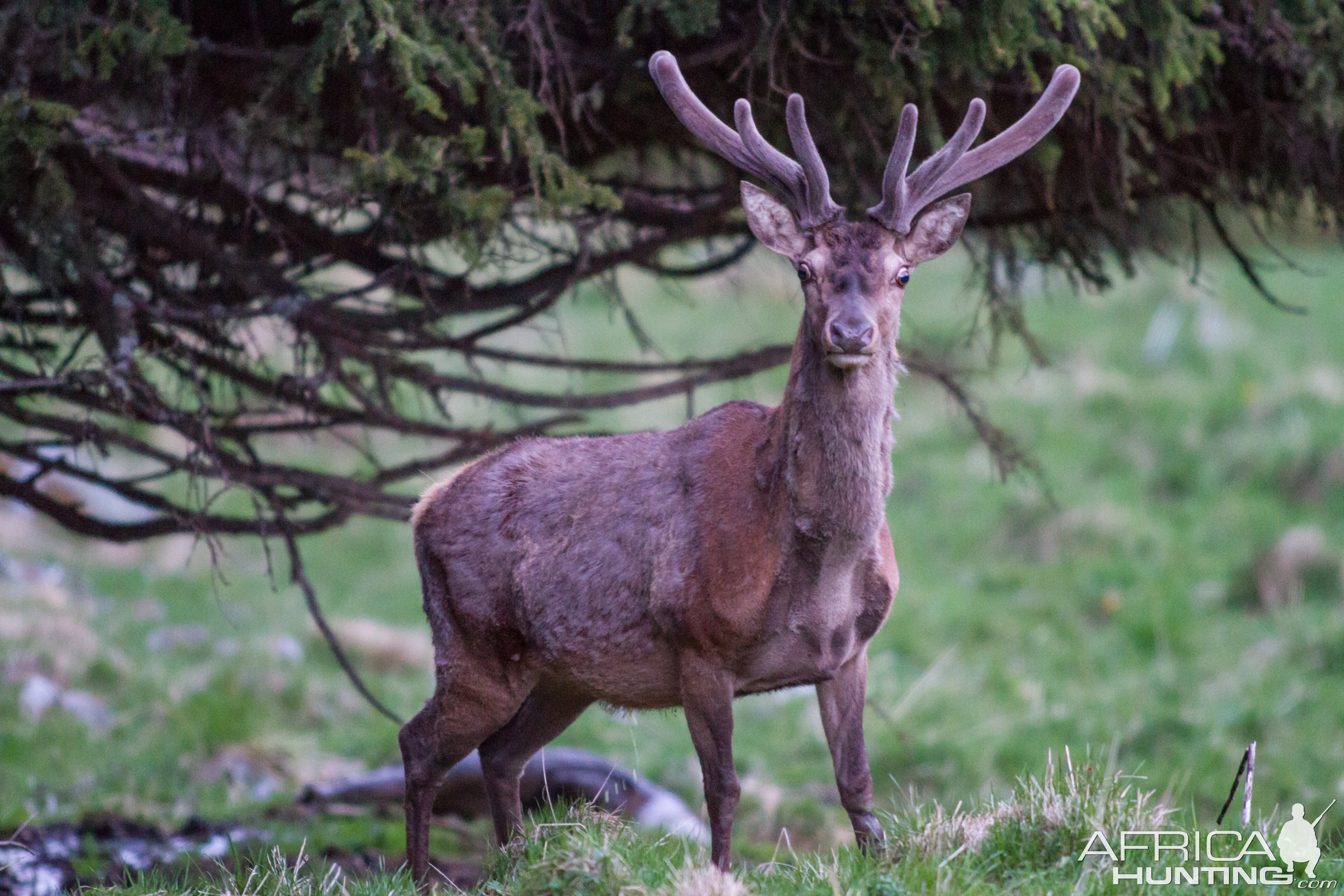 Elk in Switzerland