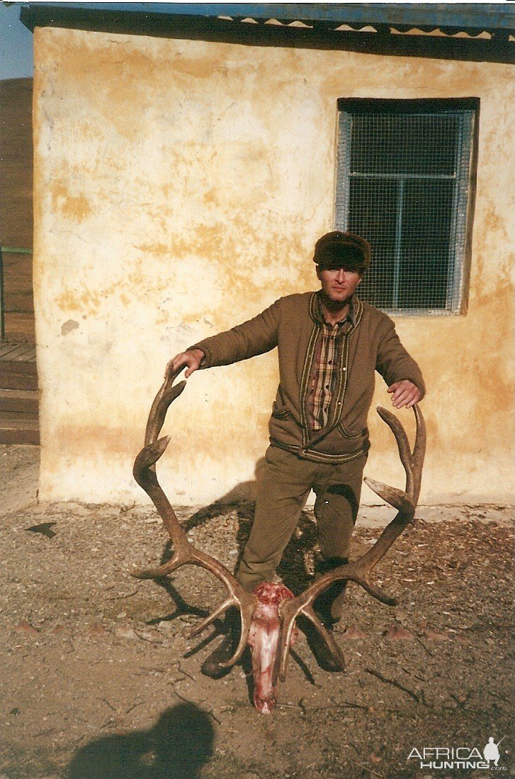 Elk Mongolia