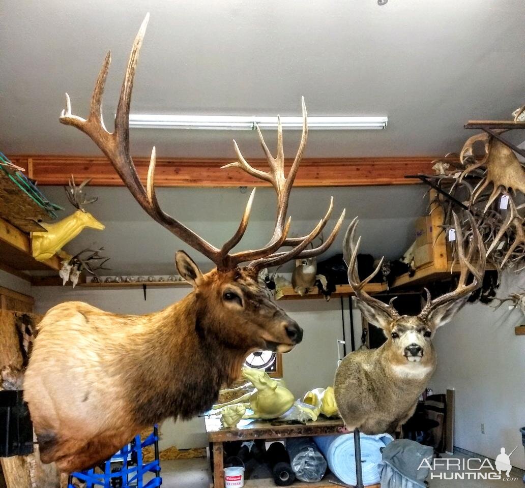 Elk & Mule Deer Shoulder Mount Taxidermy