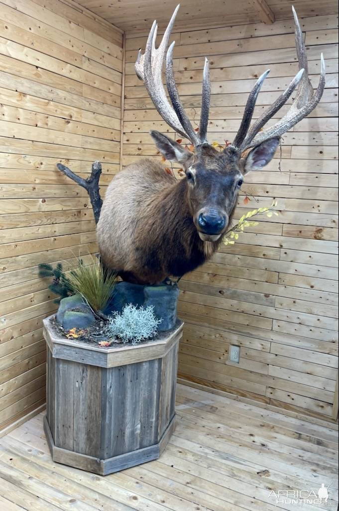 Elk Pedestal Mount Taxidermy