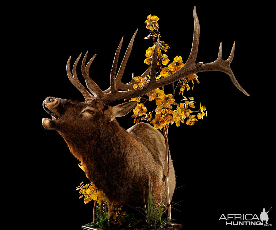 Elk Pedestal Mount Taxidermy