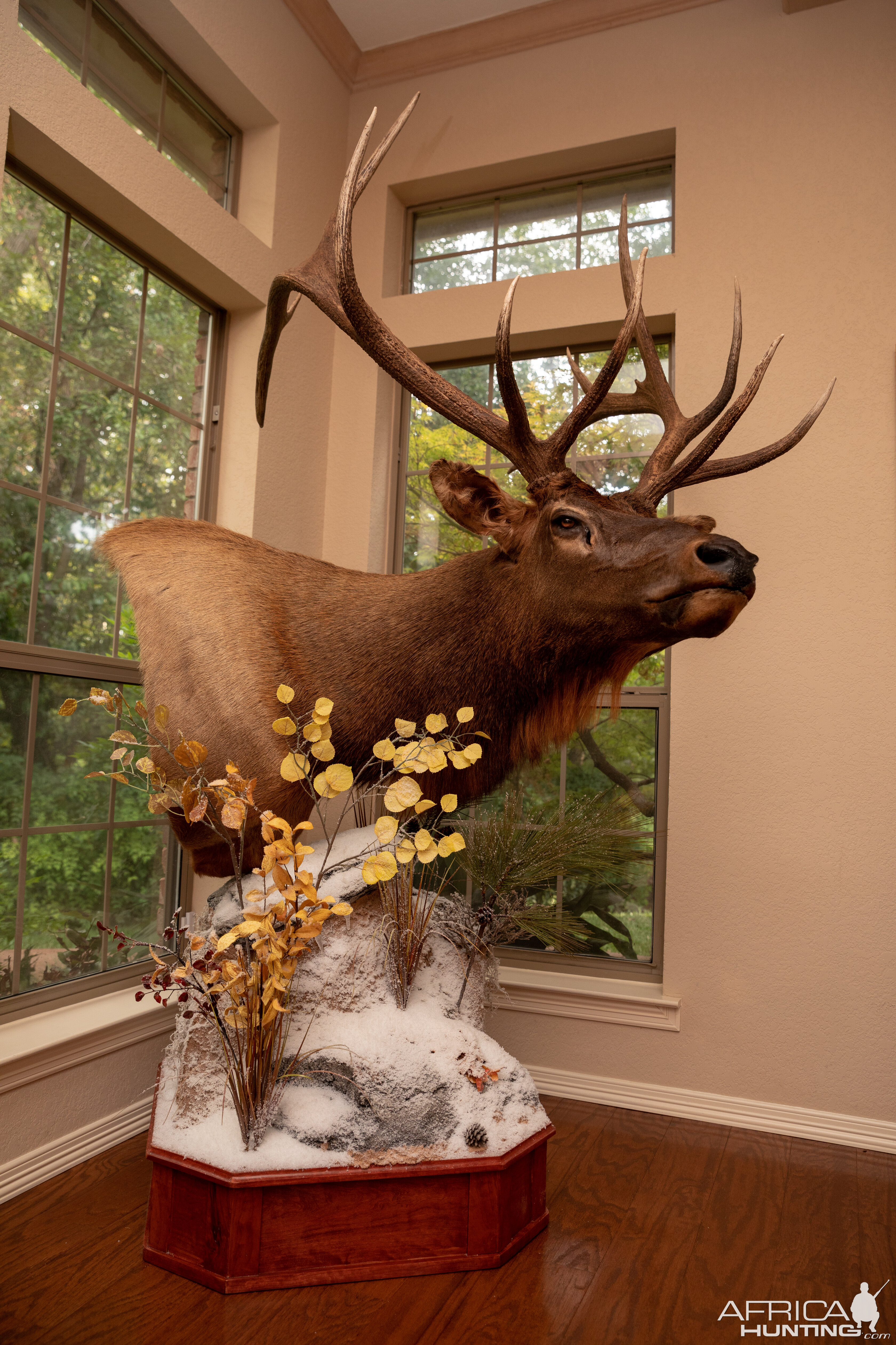 Elk Pedestal Mount Taxidermy