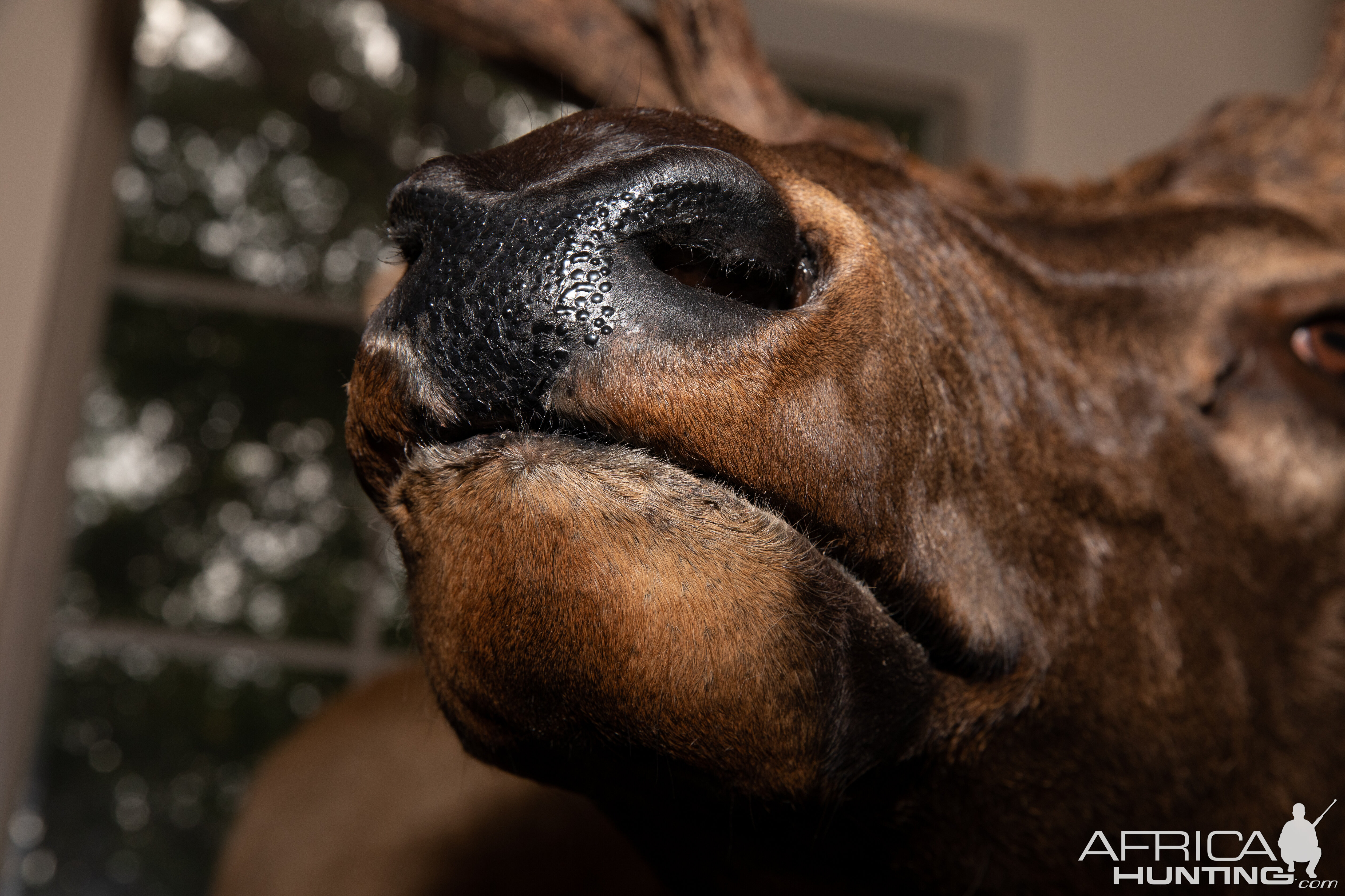 Elk Pedestal Mount Taxidermy