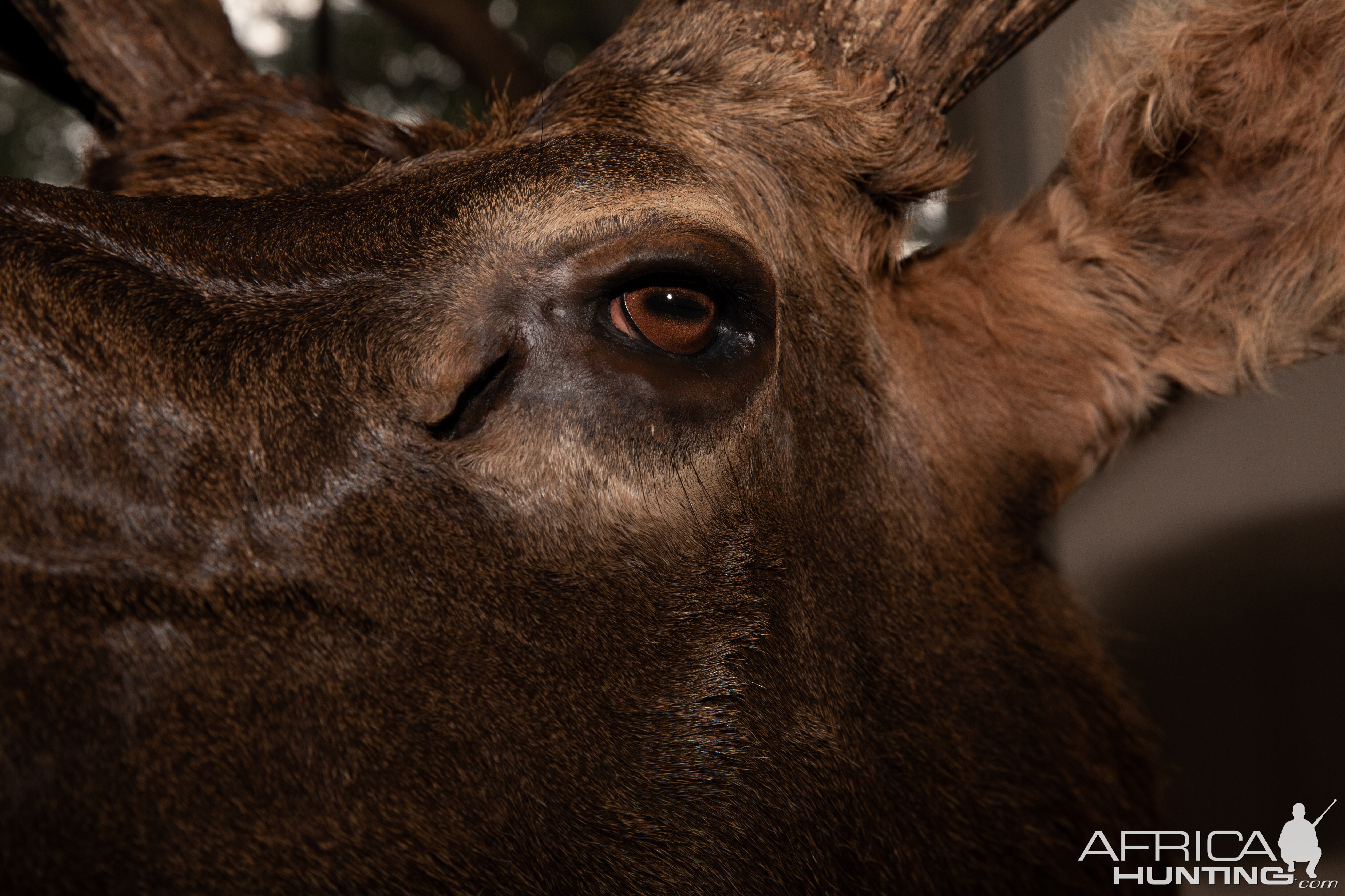 Elk Pedestal Mount Taxidermy