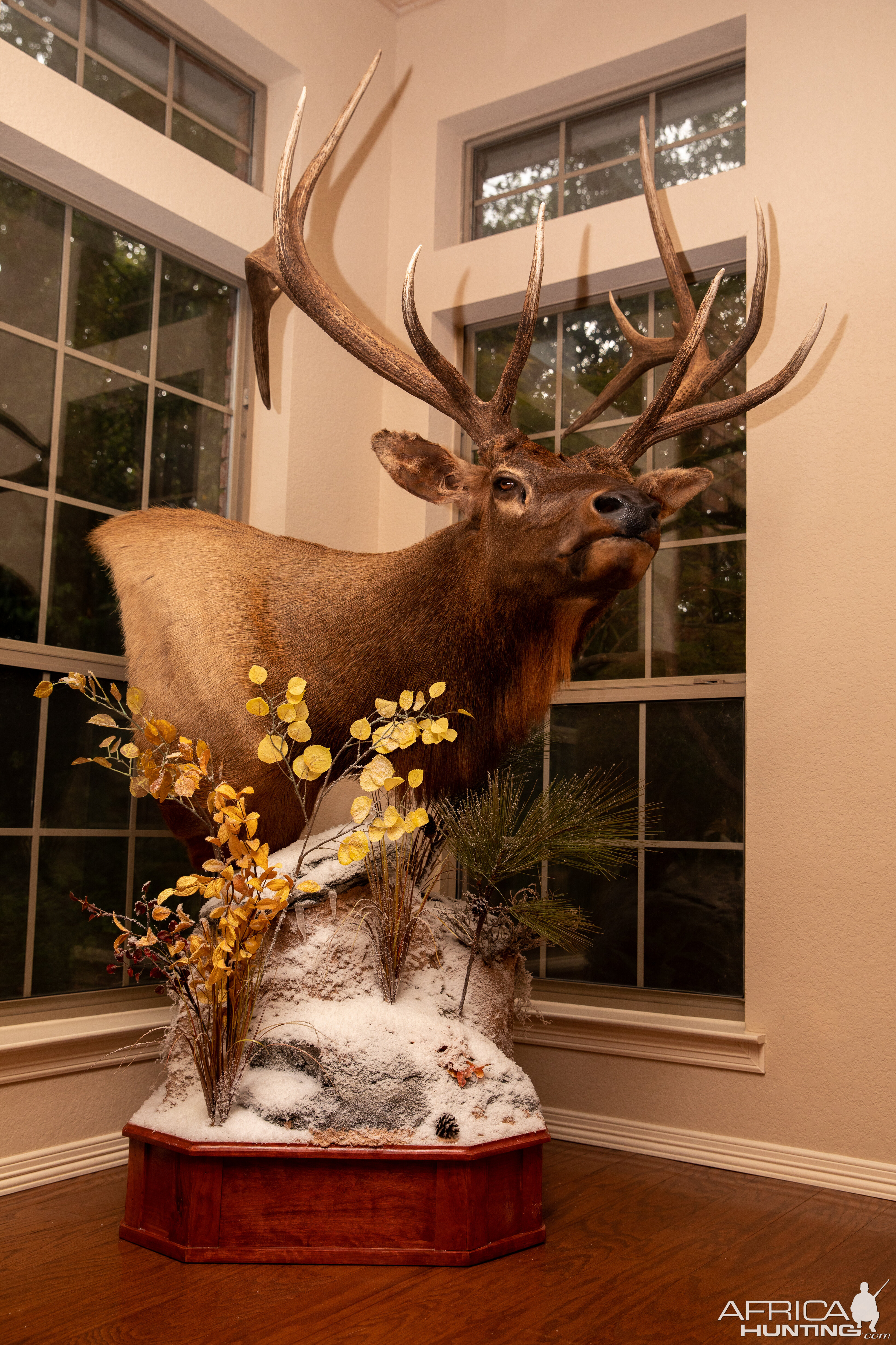 Elk Pedestal Mount Taxidermy