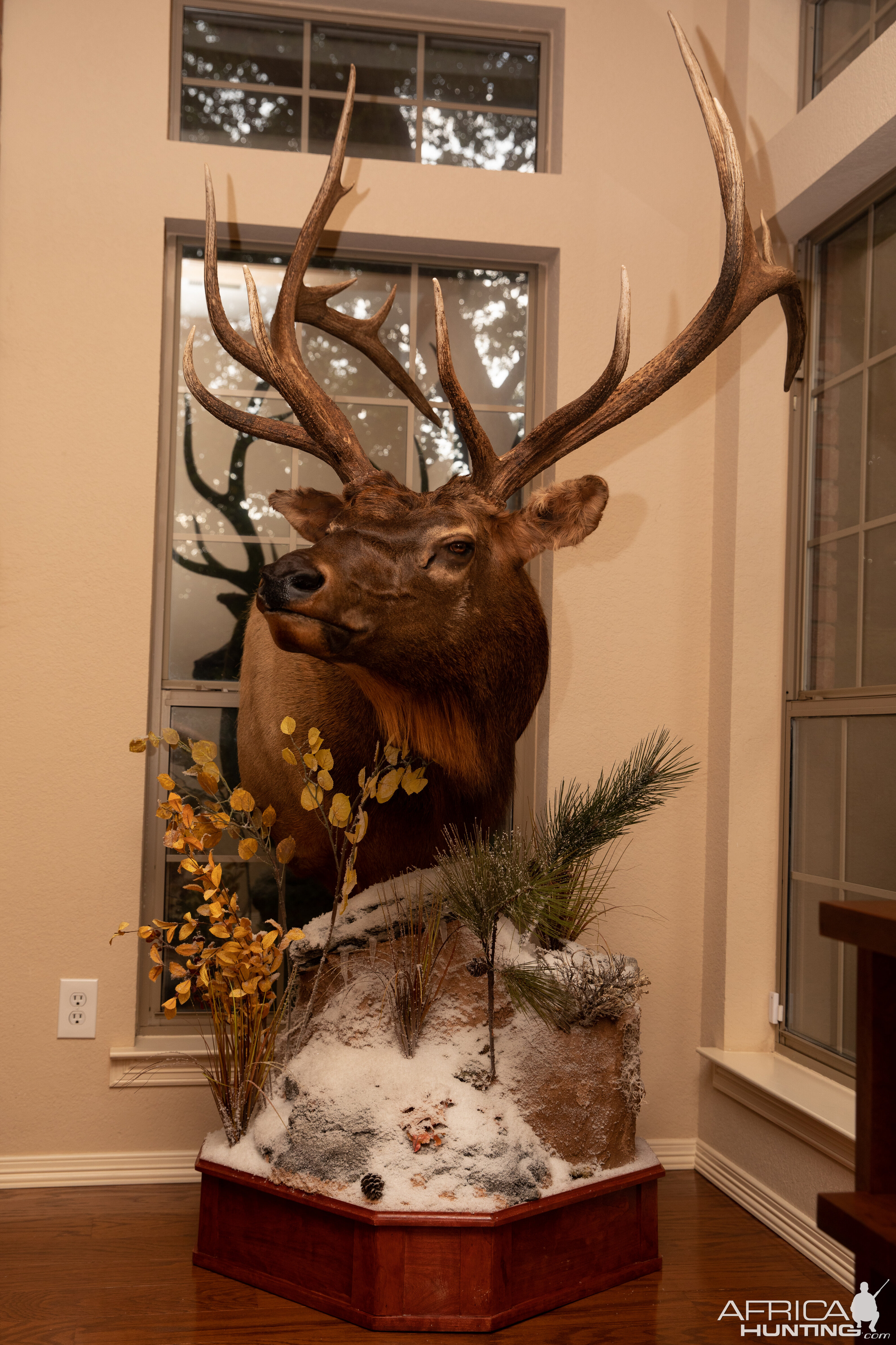 Elk Pedestal Mount Taxidermy