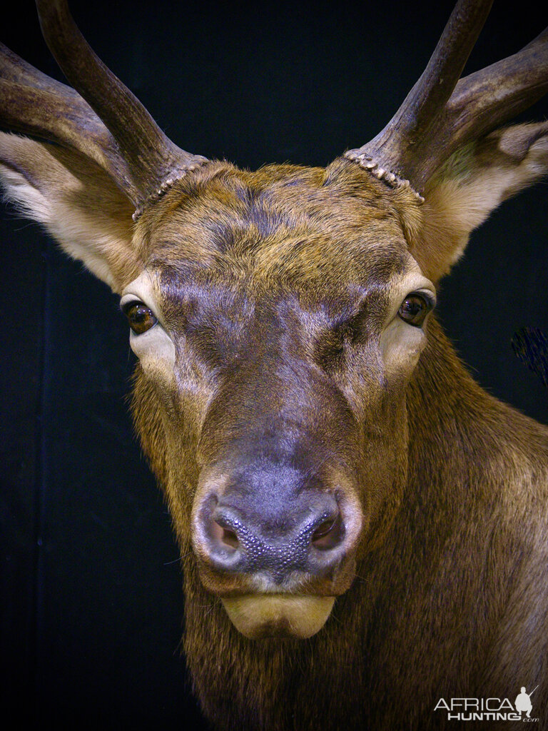 Elk Pedestal Shoulder Mount Close Up