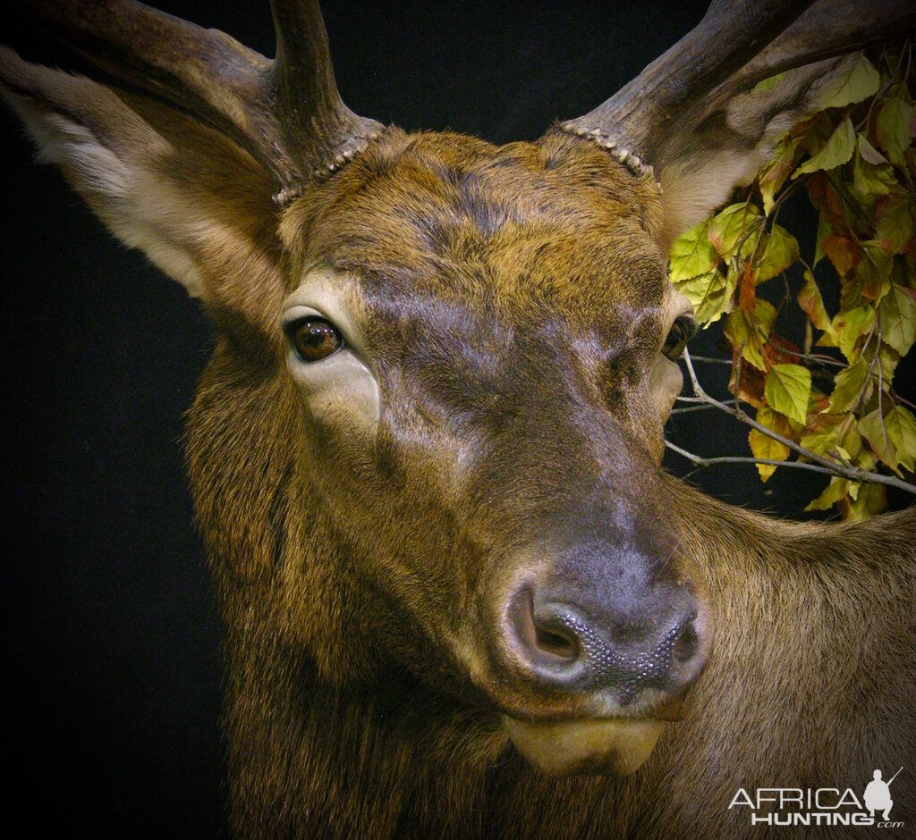 Elk Pedestal Shoulder Mount Close Up