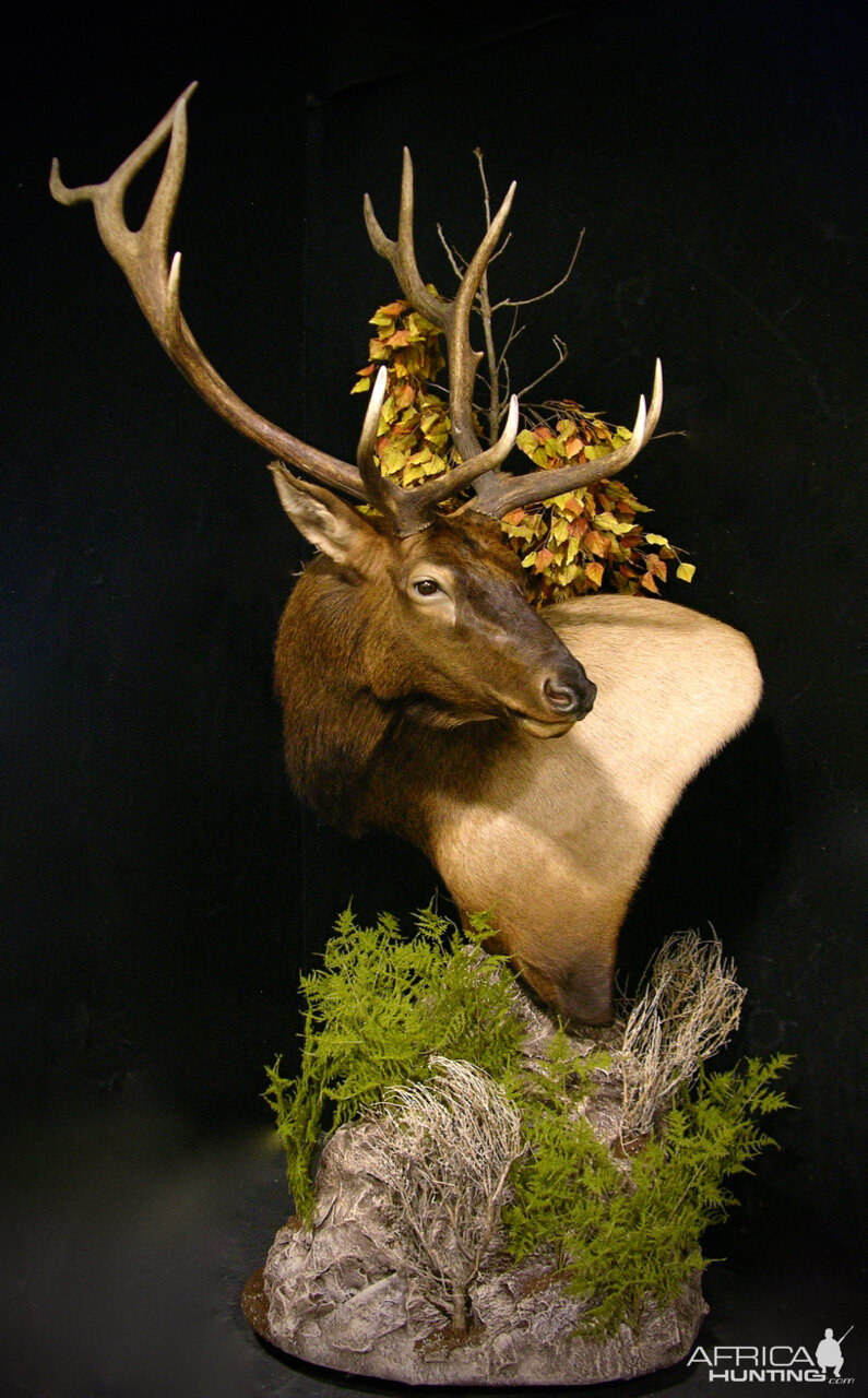 Elk Pedestal Shoulder Mount