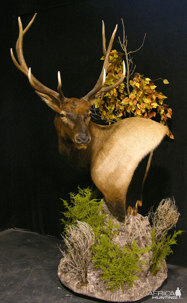 Elk Pedestal Shoulder Mount