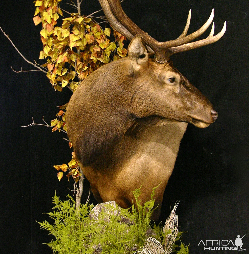 Elk Pedestal Shoulder Mount