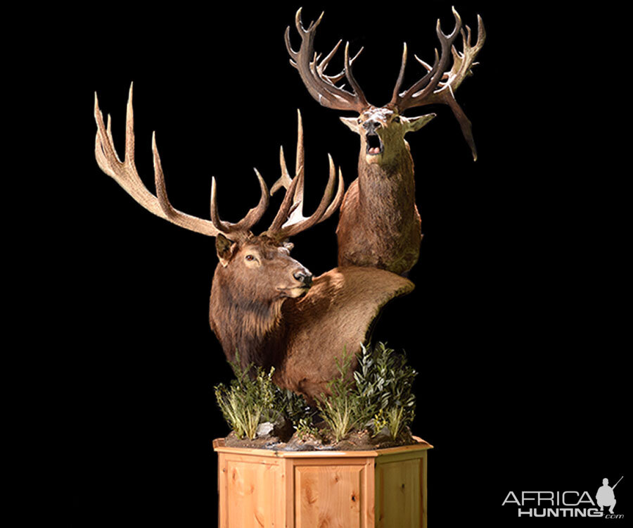 Elk & Red Stag Pedestal Mount Taxidermy