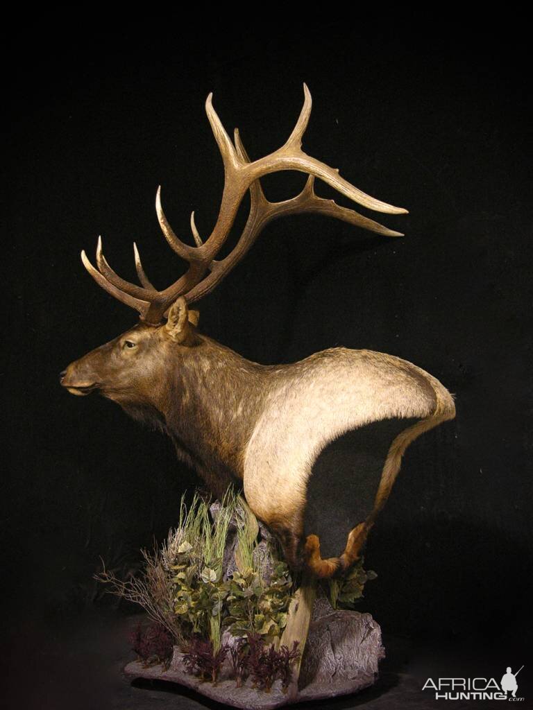 Elk Shoulder Mount Pedestal Taxidermy