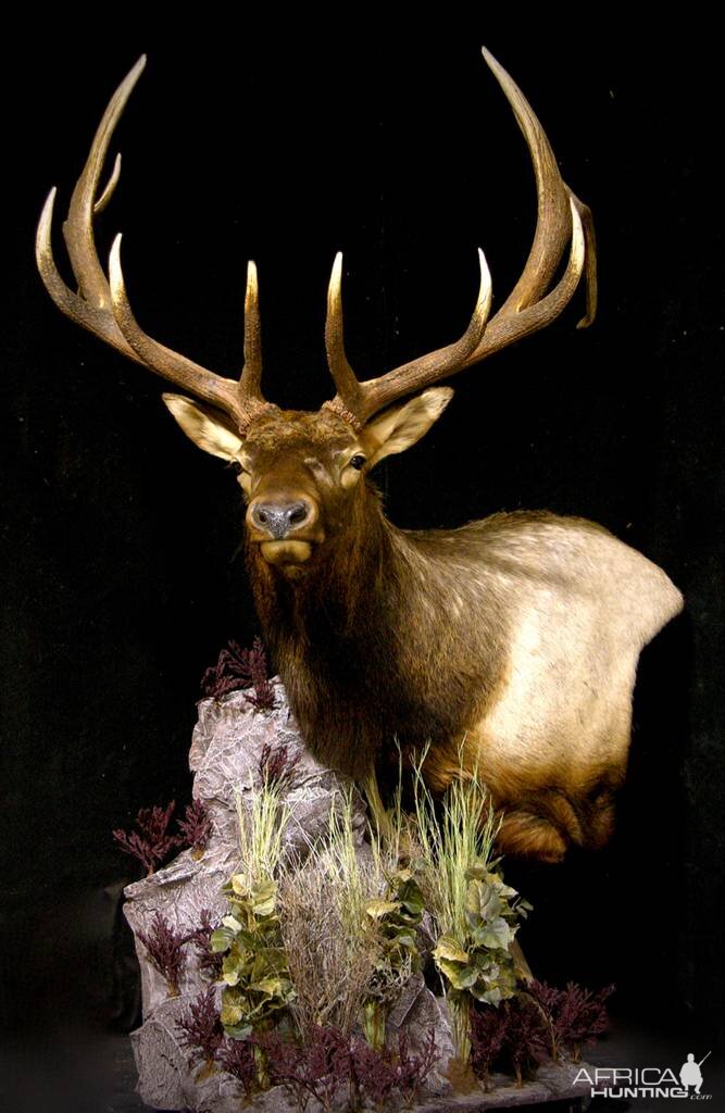 Elk Shoulder Mount Pedestal Taxidermy