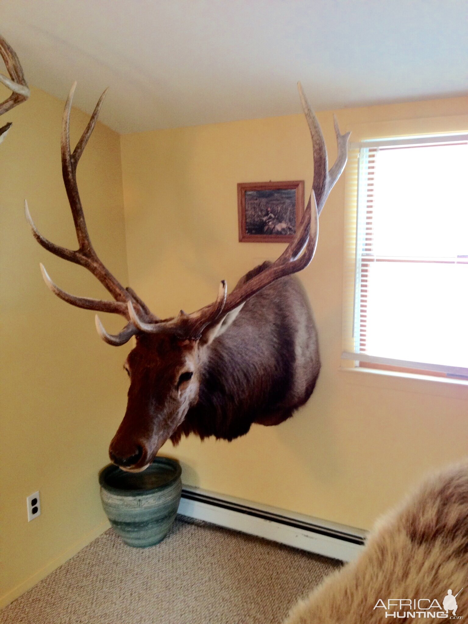 Elk Shoulder Mount Taxidermy