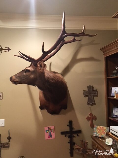 Elk Shoulder Mount Taxidermy