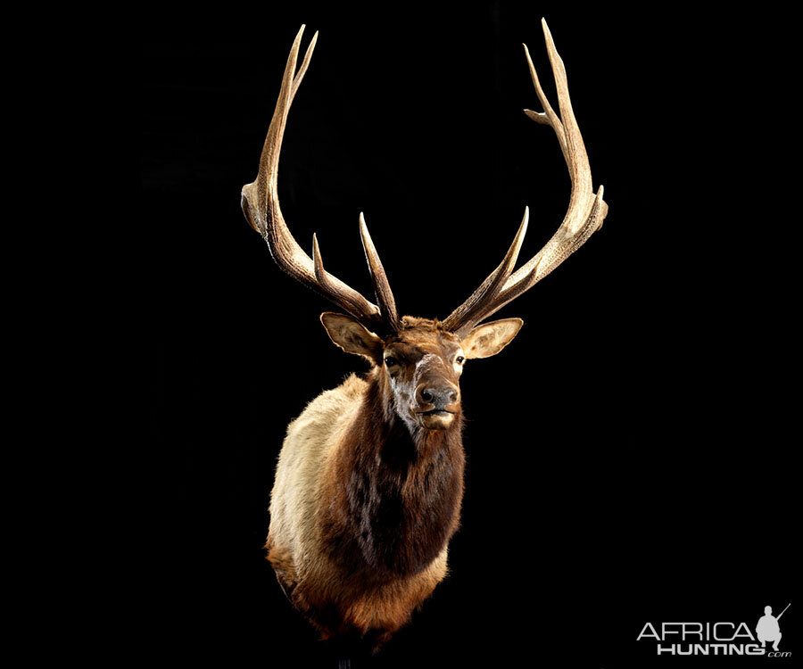 Elk Shoulder Mount Taxidermy