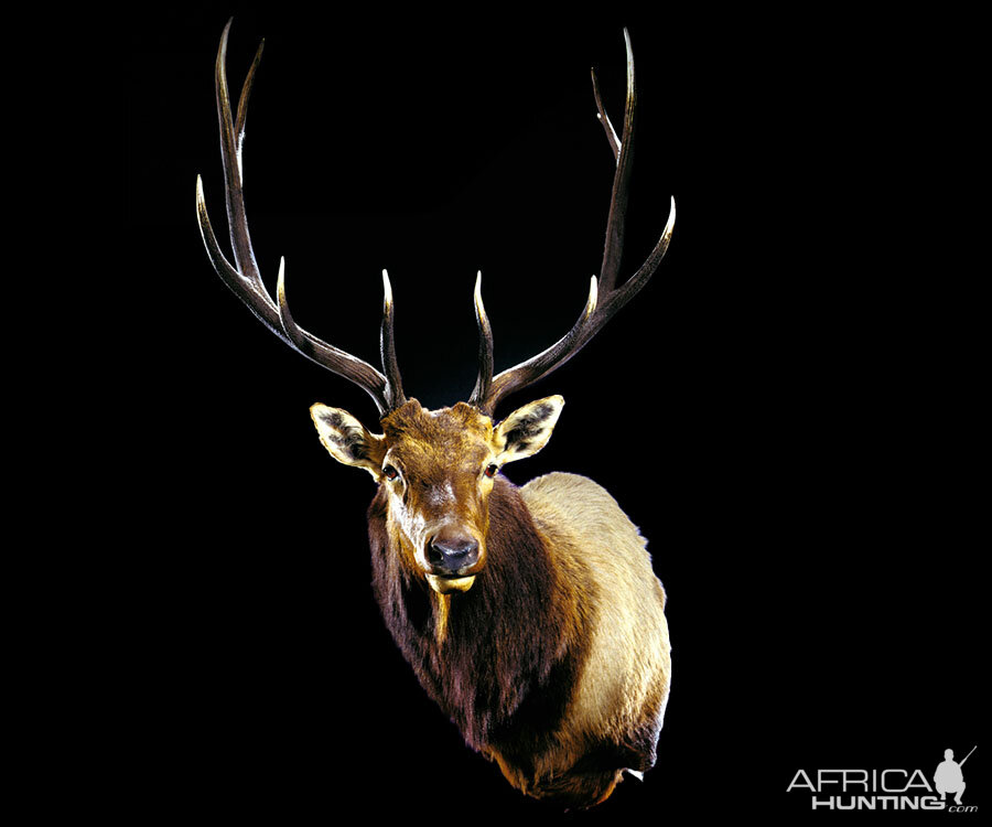 Elk Shoulder Mount Taxidermy