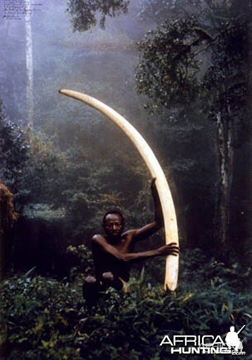 Elui with tusk