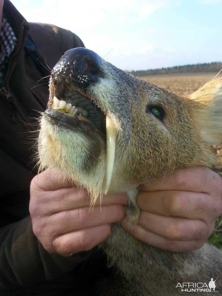 England Hunting Chinese Water Deer