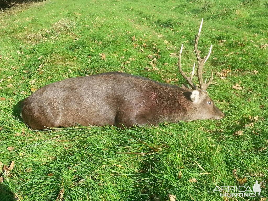 England Hunting Sitka Deer