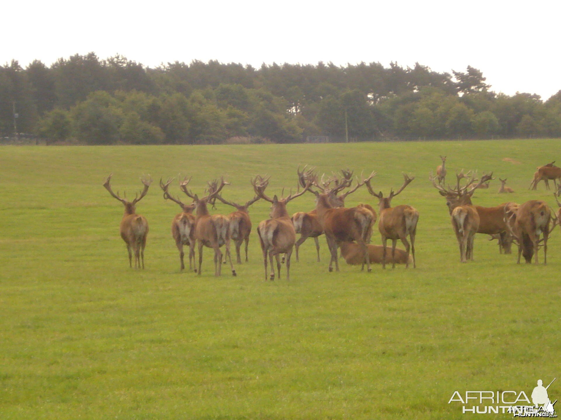 English red stag hunt