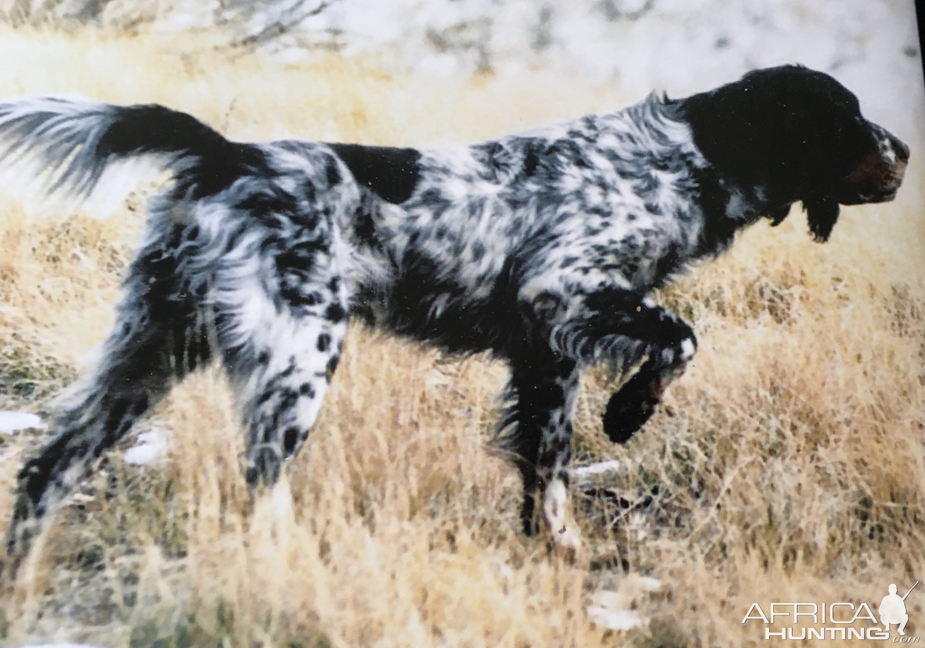 English Setter Dog Breed