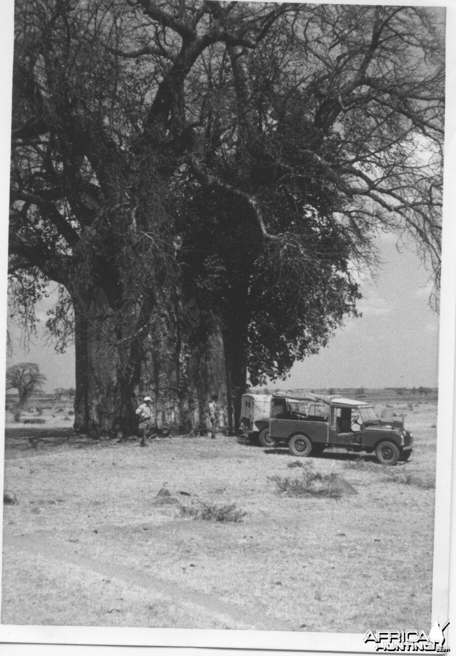 Enormous Baobab