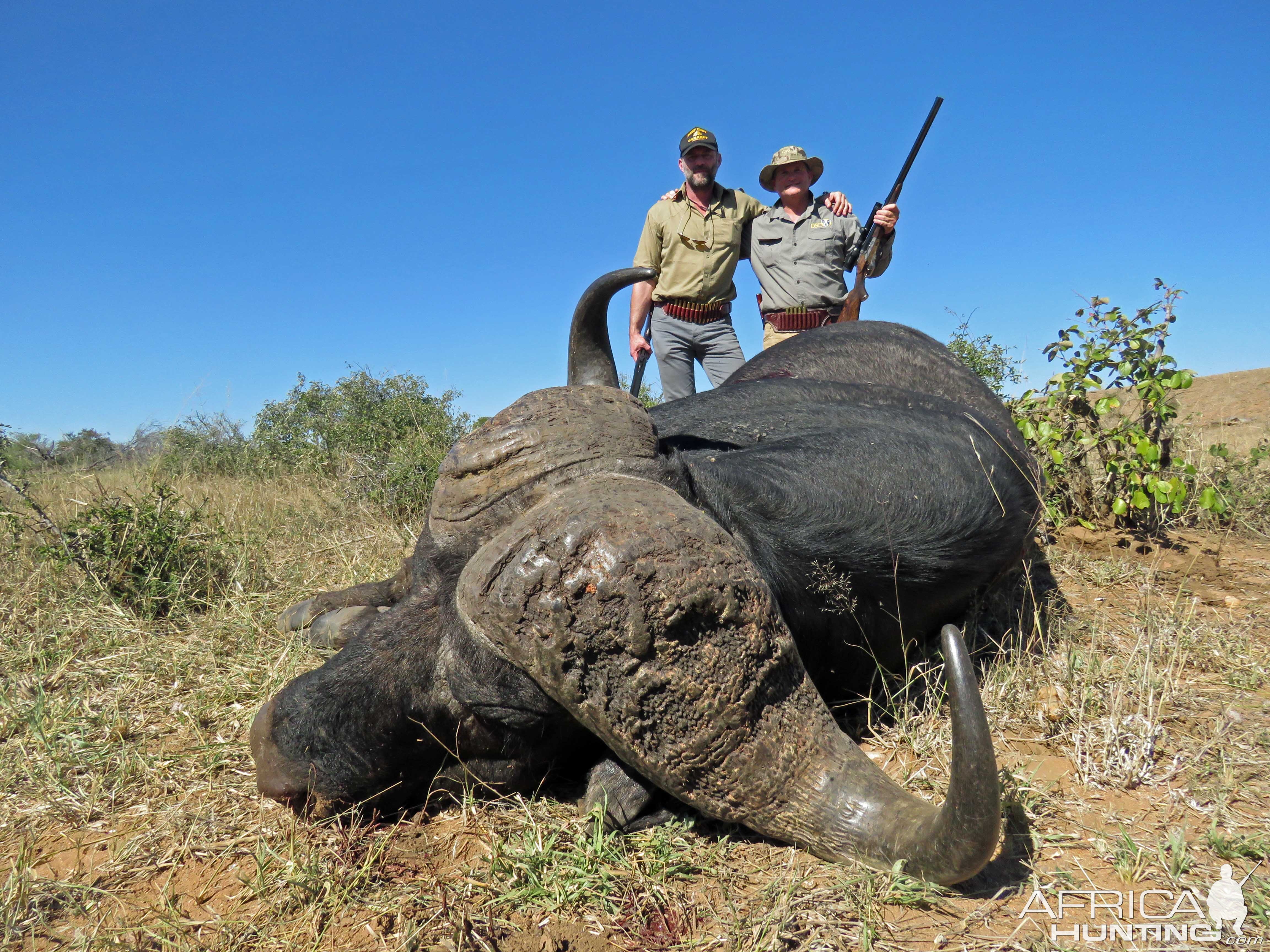 Epic buffalo safari