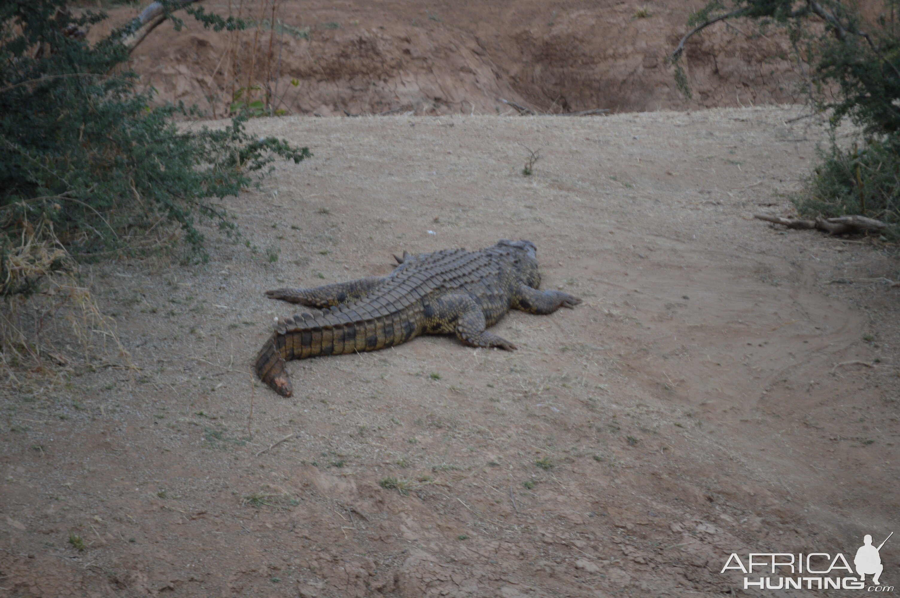 Erindi Namibia Crocodile