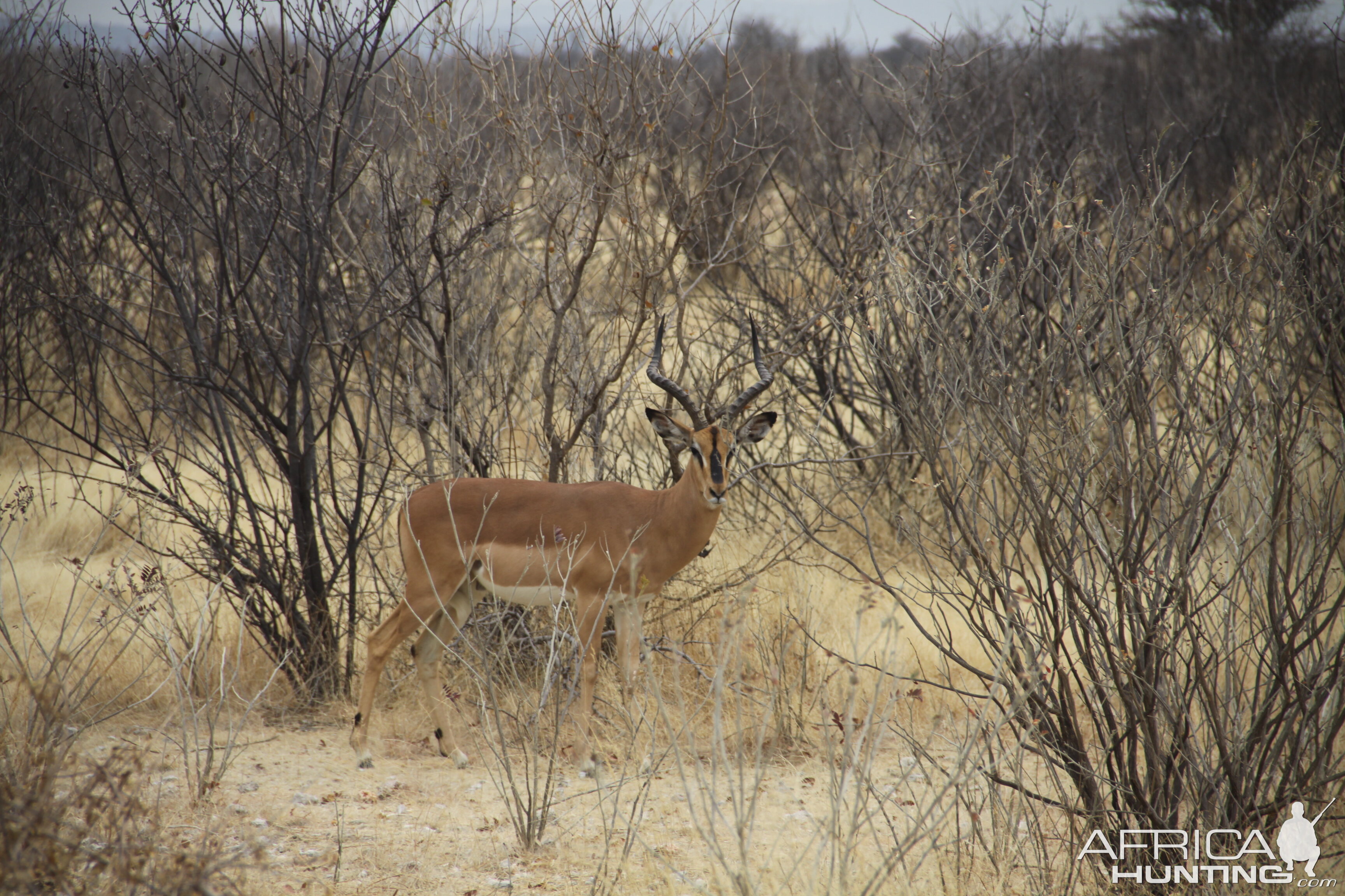 Etosha Black-Faced Impala