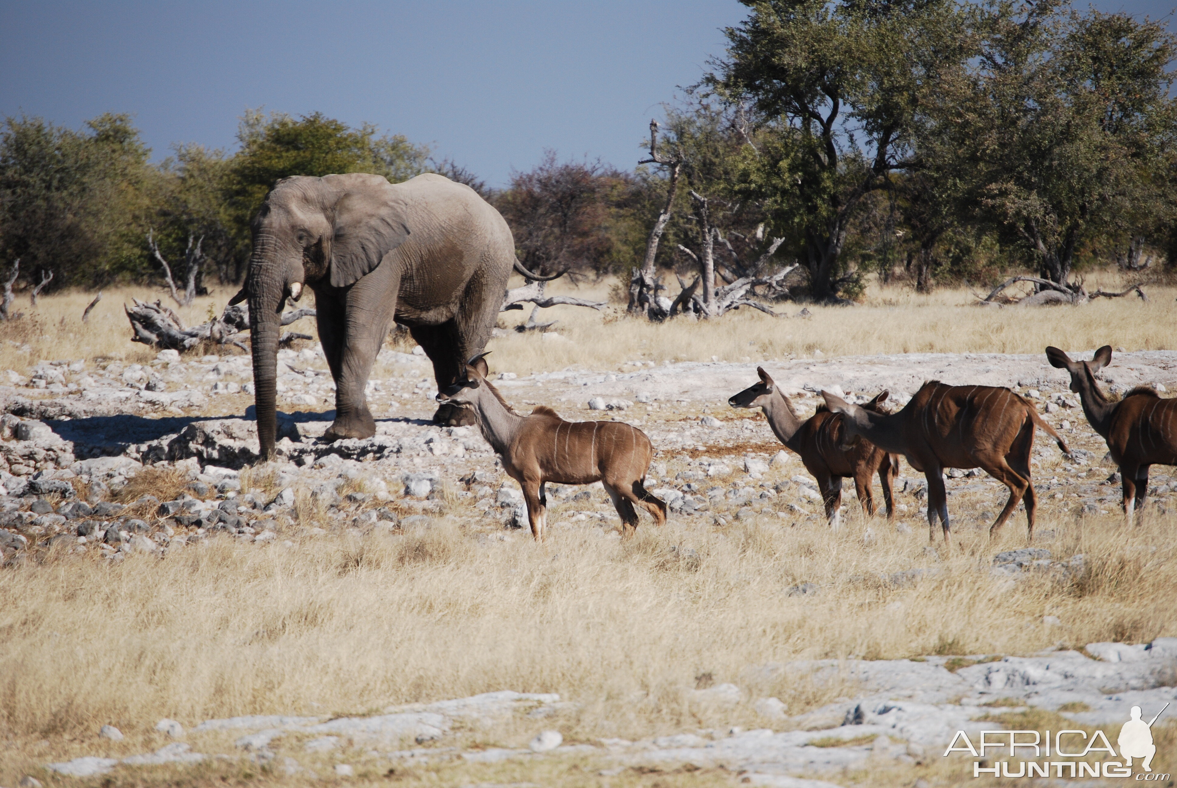 Etosha Elephant and Kudu