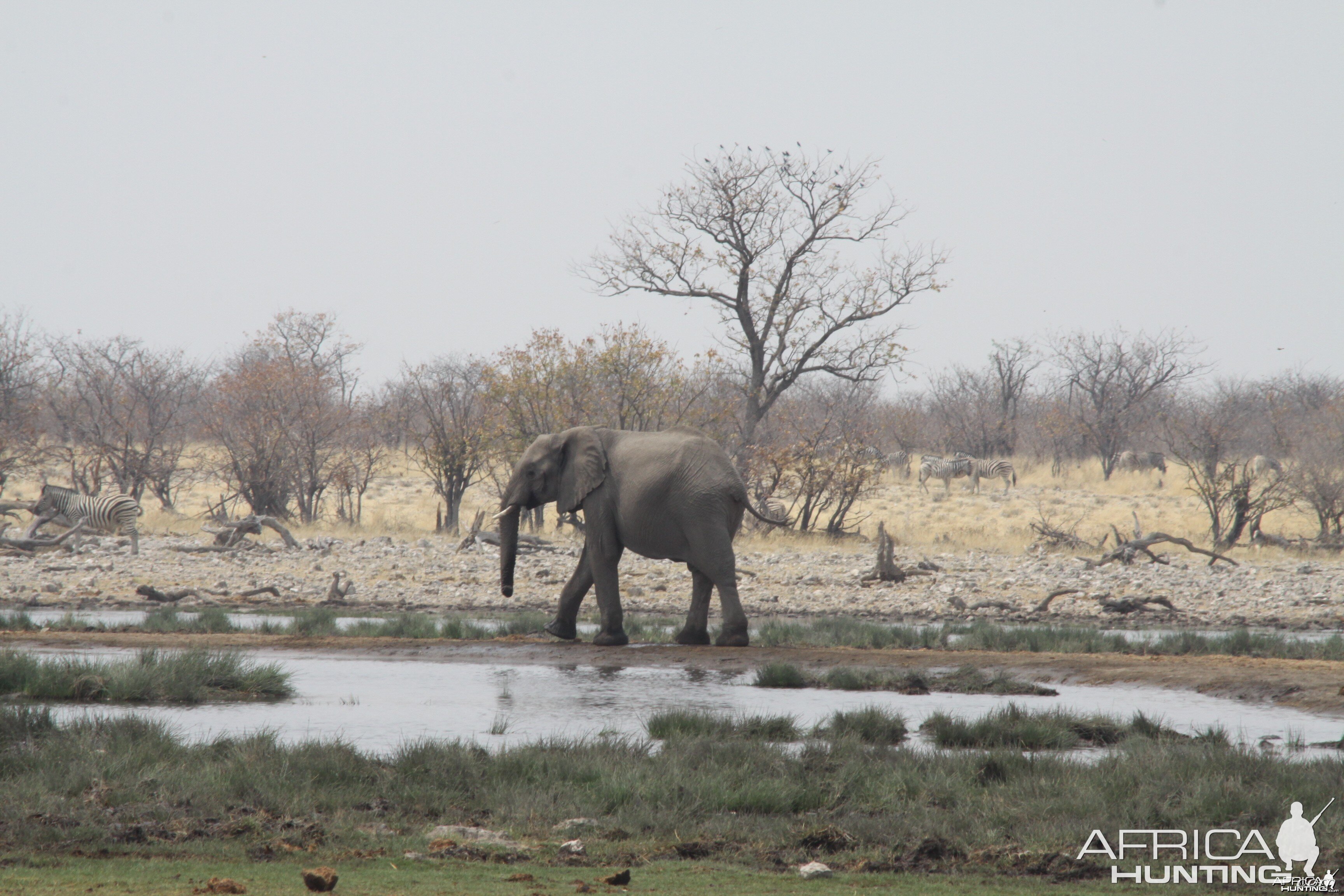 Etosha Elephant