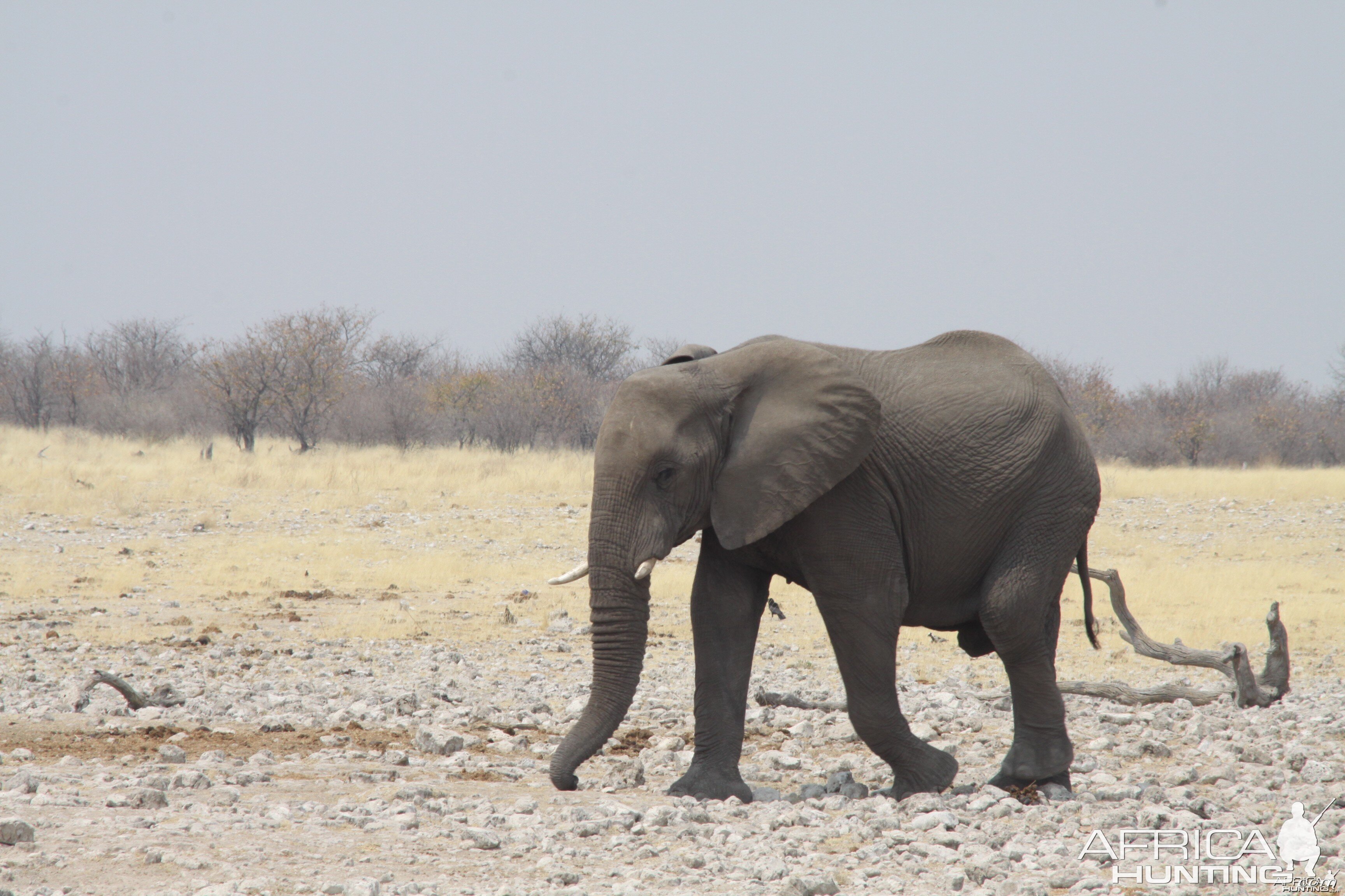 Etosha Elephant