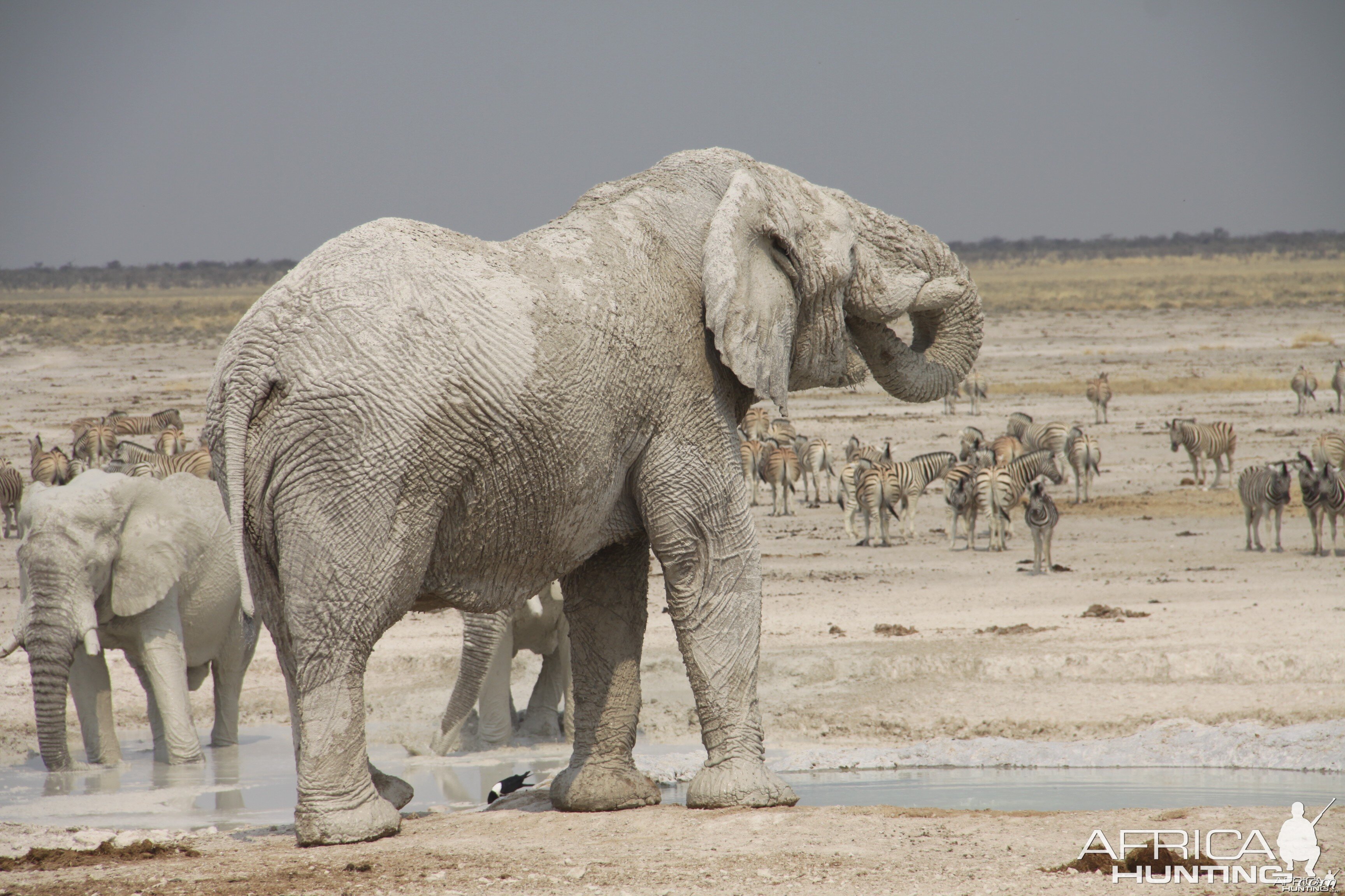 Etosha Elephant