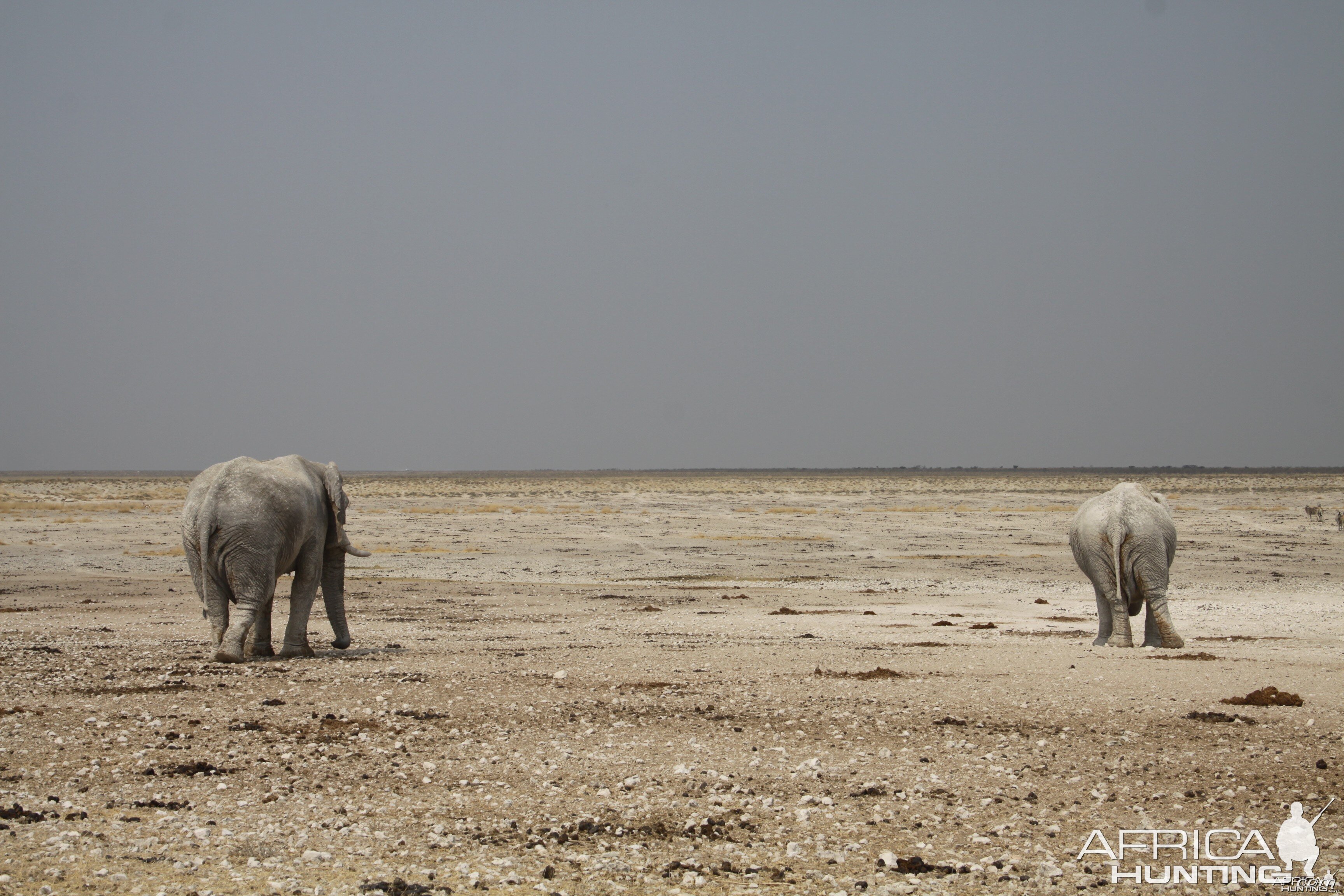 Etosha Elephant