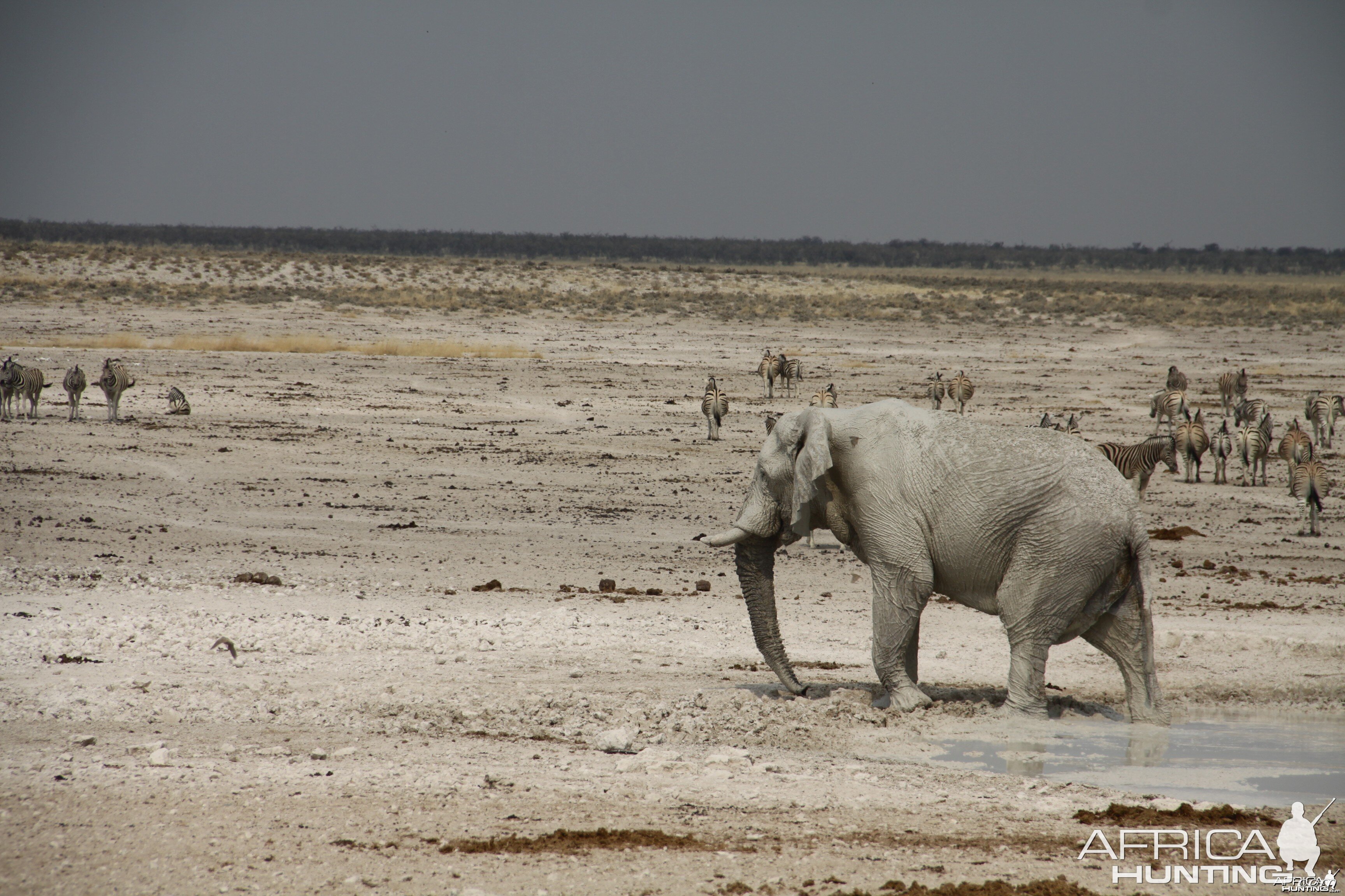 Etosha Elephant