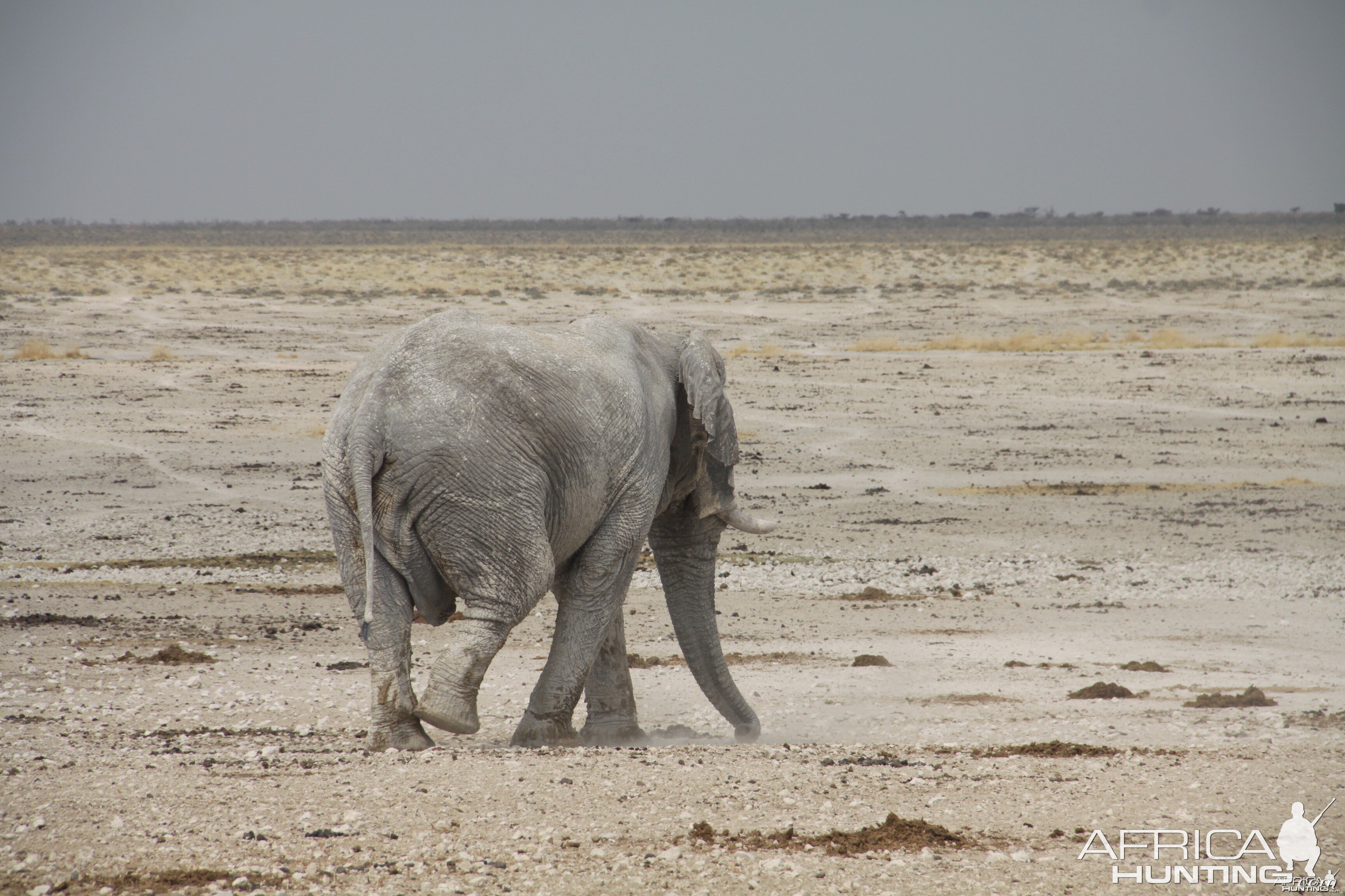 Etosha Elephant