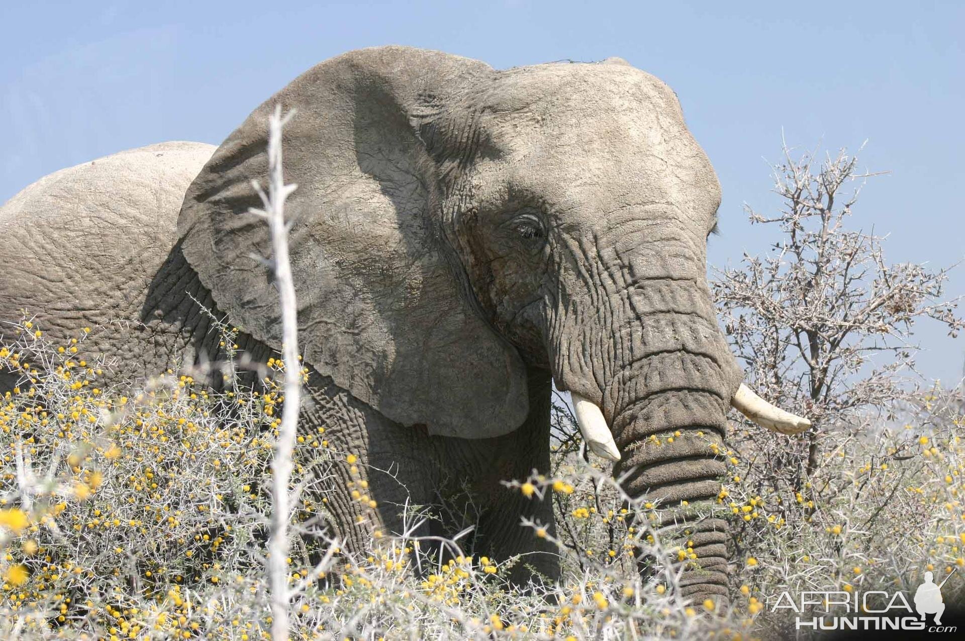 Etosha Elephant