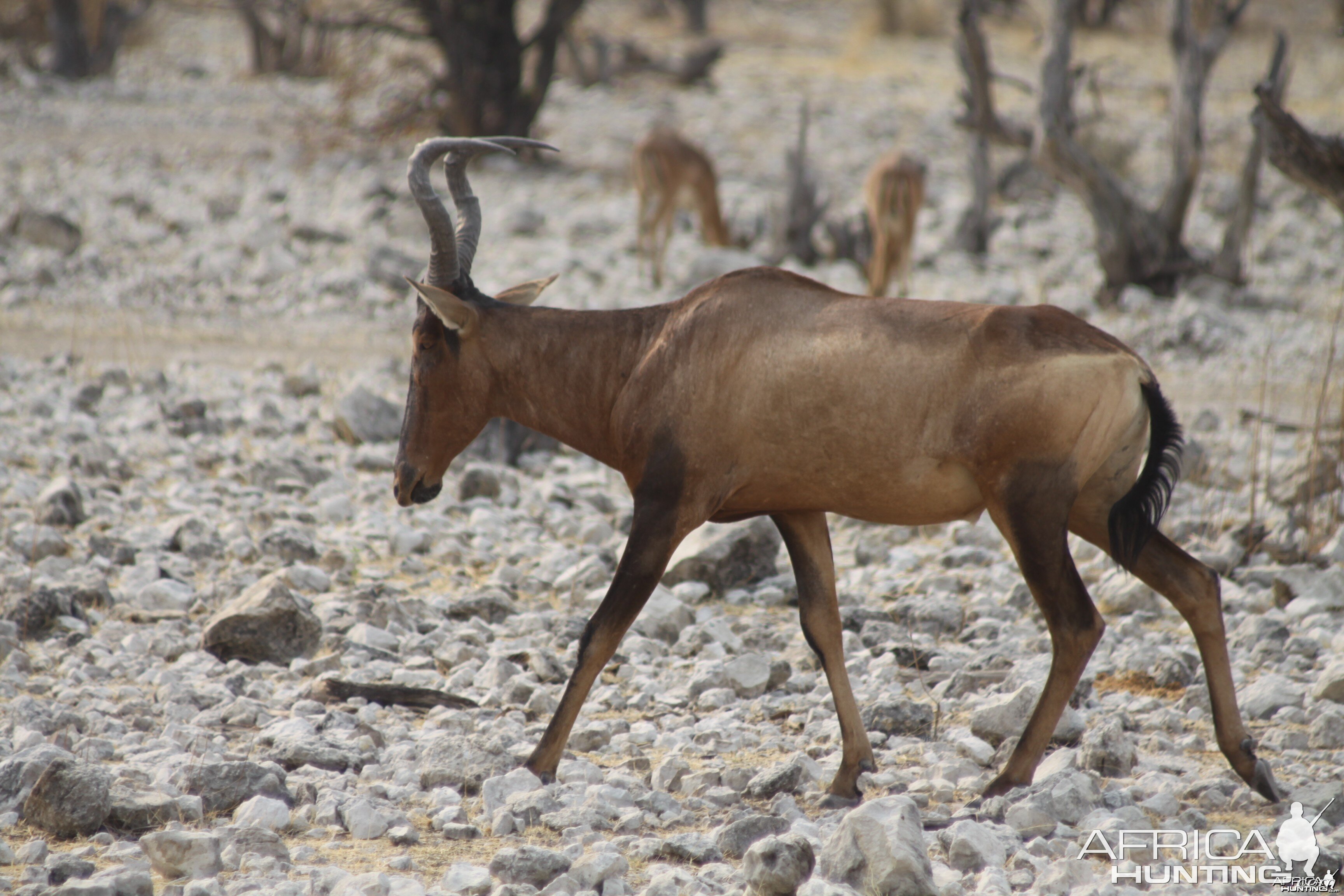 Etosha Hartebeest