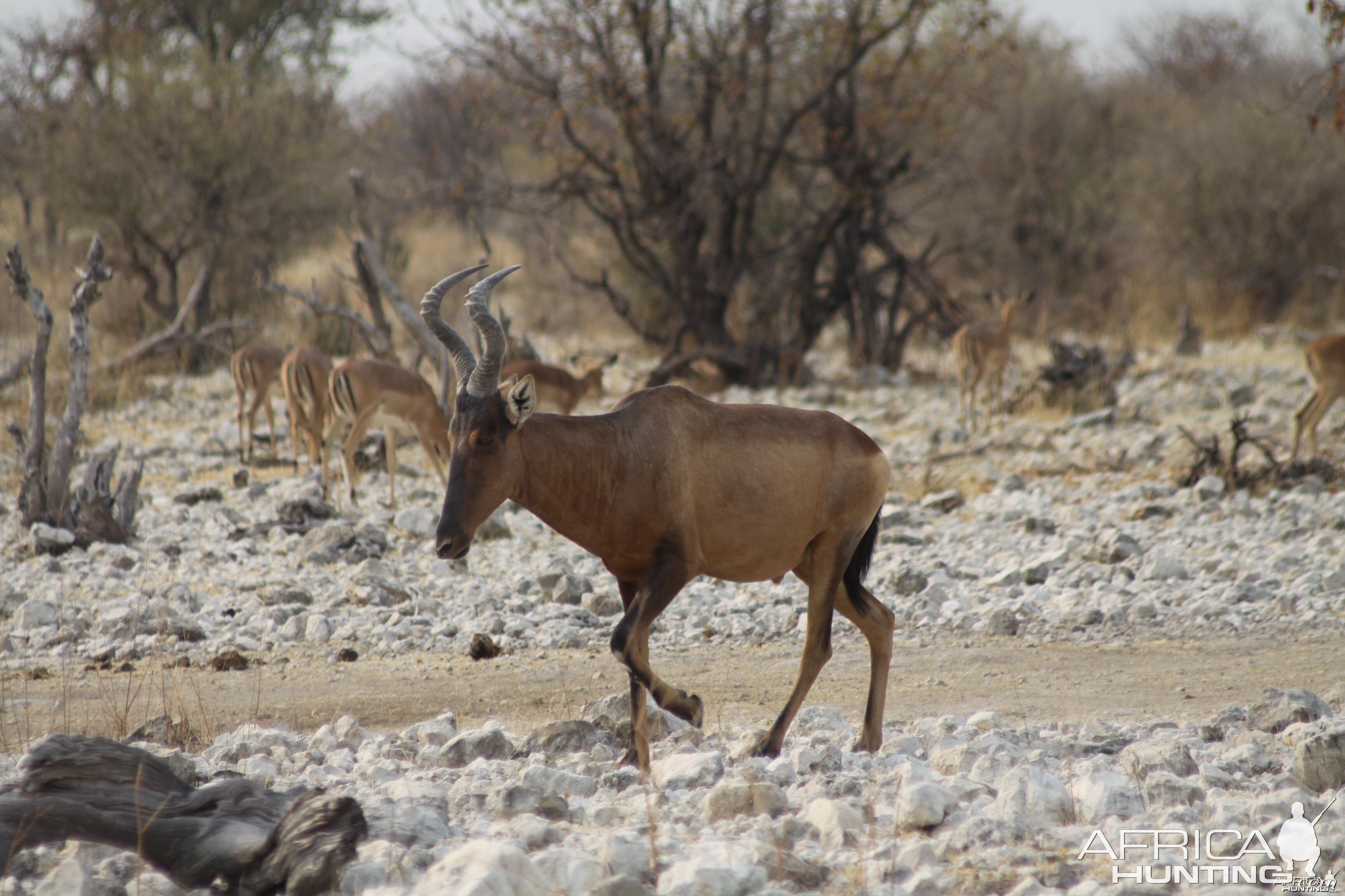 Etosha Hartebeest