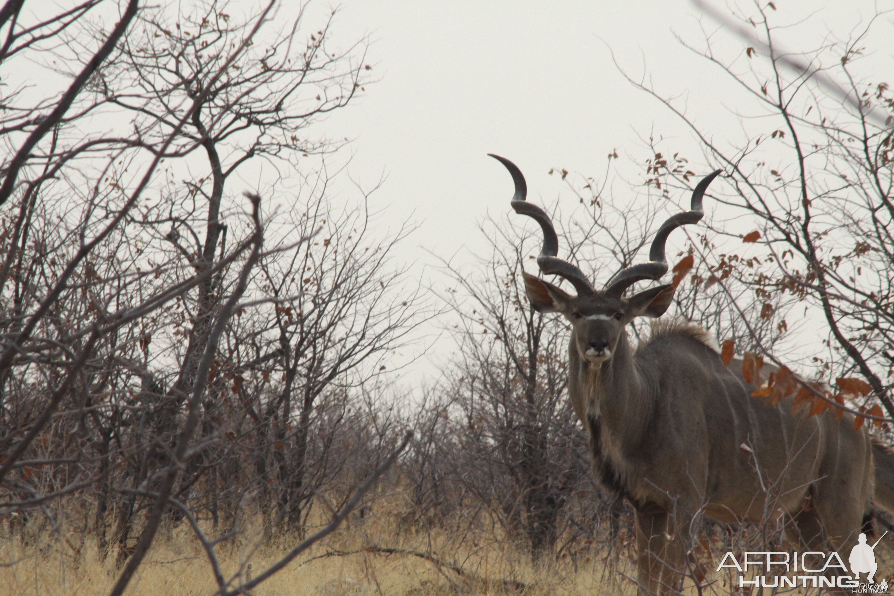 Etosha Kudu