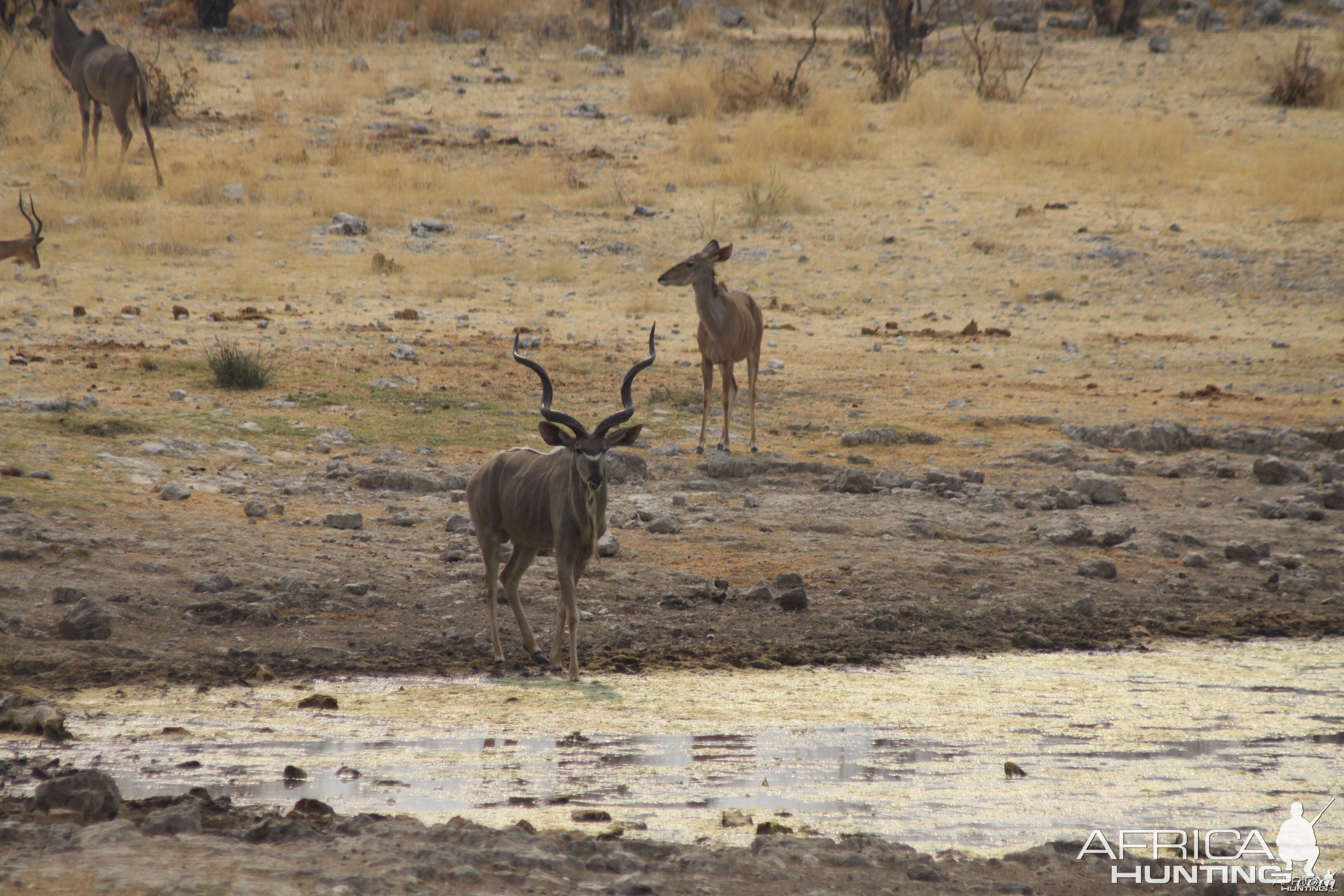 Etosha Kudu