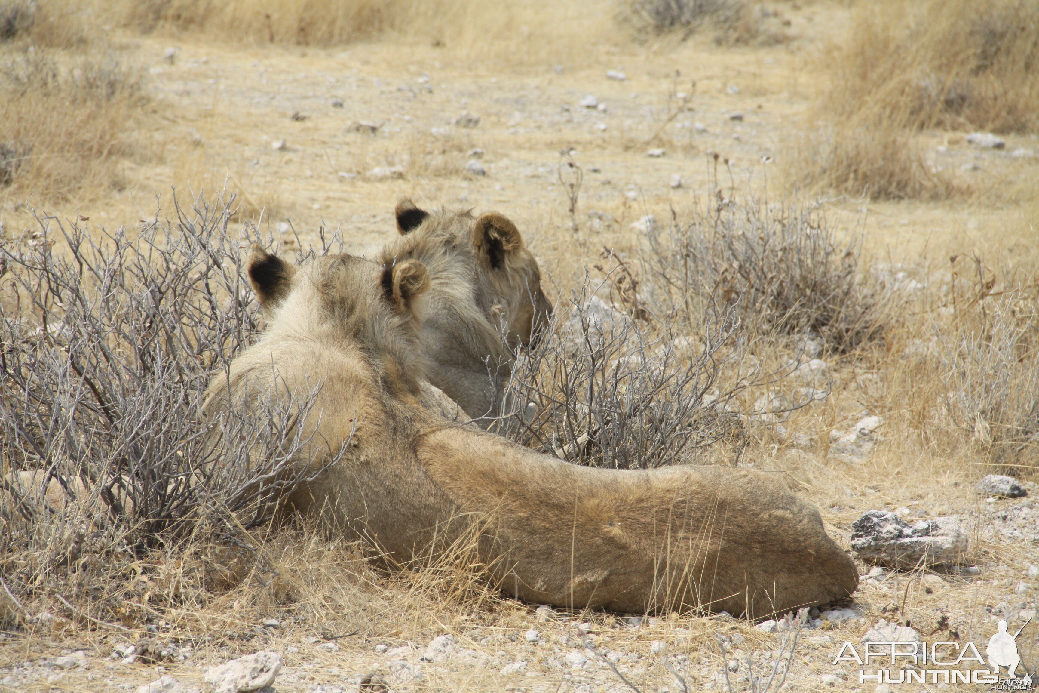 Etosha Lion